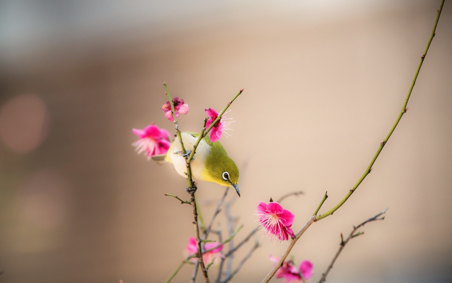 little, little bird, 1080P, flower, bird, branch, HD Wallpaper