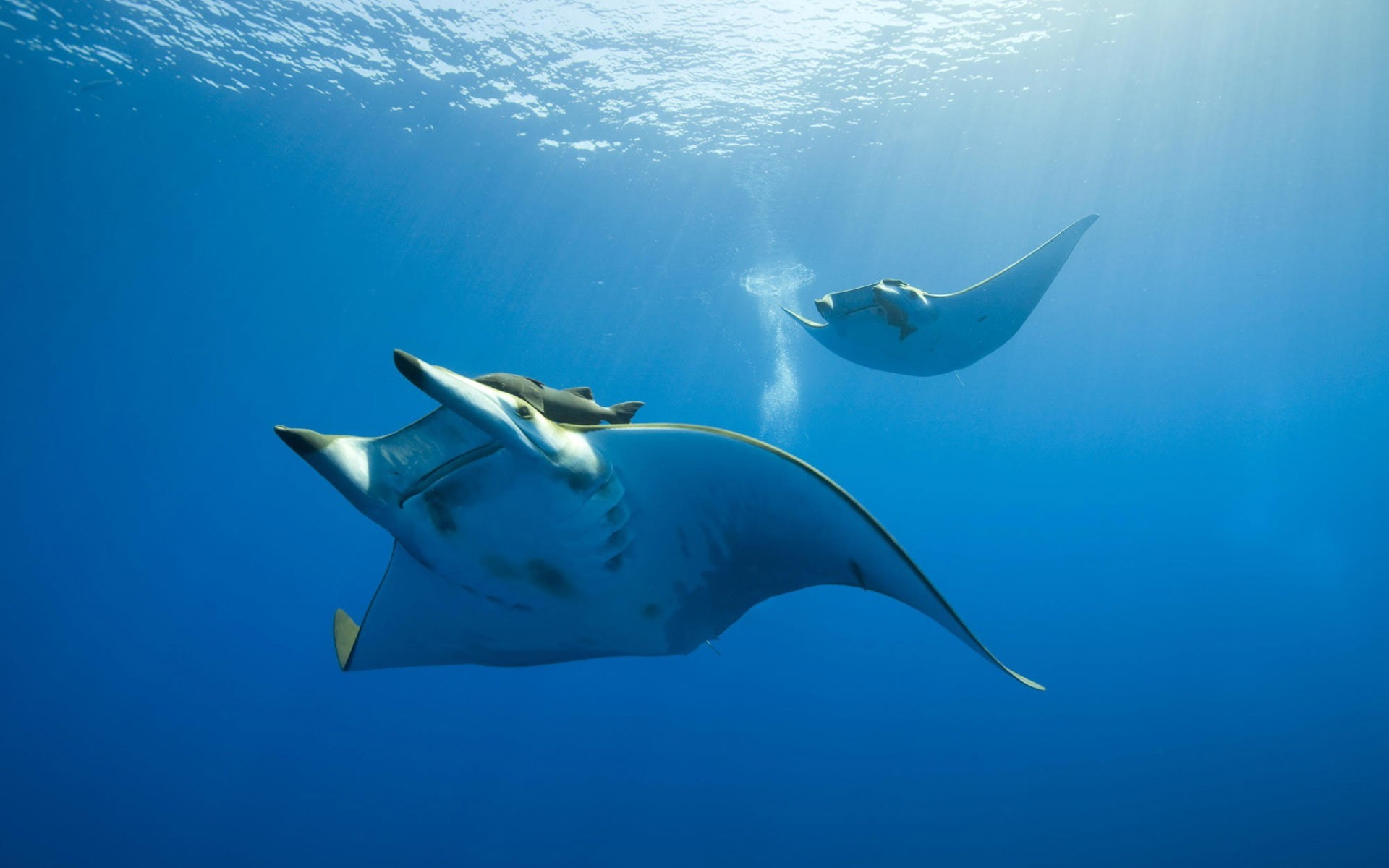 sunlight, photography, water, manta rays, sea, underwater, nature, 1080P, animals, HD Wallpaper