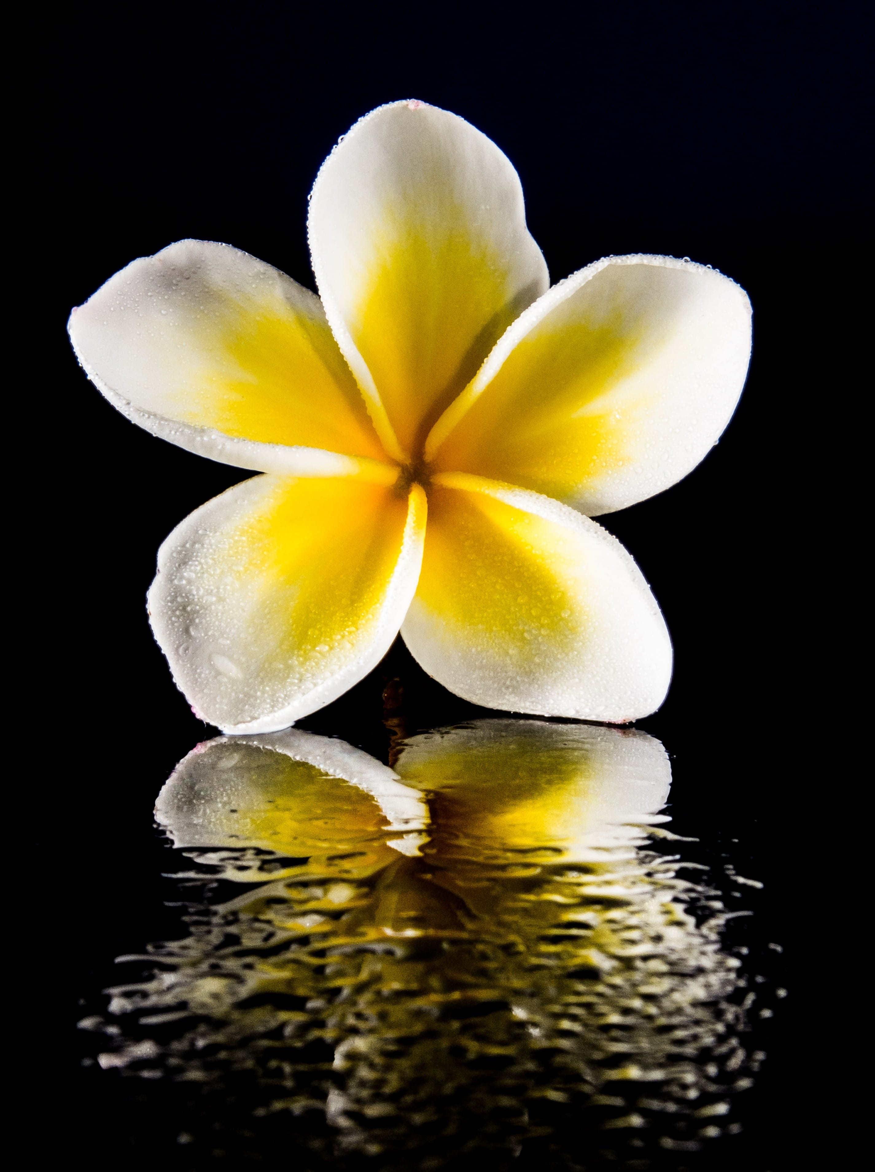 inflorescence, no people, nature, studio shot, black background, ornamental flower, close-up, frangipandi, frangipani, beauty in nature, yellow, ornamental plant, Phone HD Wallpaper