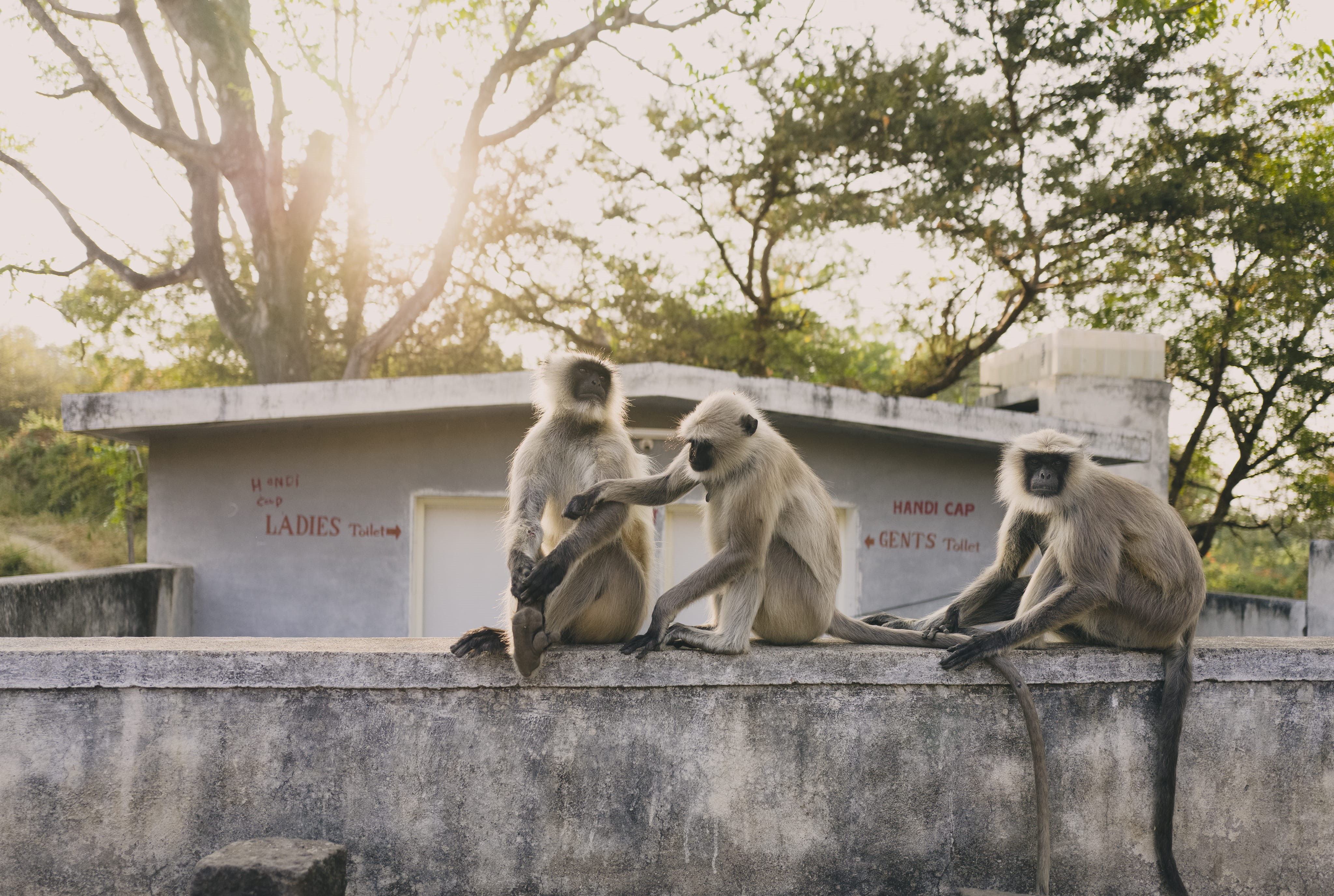 two animals, animal wildlife, group of animals, aurangabad, 4K, animals in the wild, animal family, no people, relaxation, tree, animal themes, ellora caves, HD Wallpaper