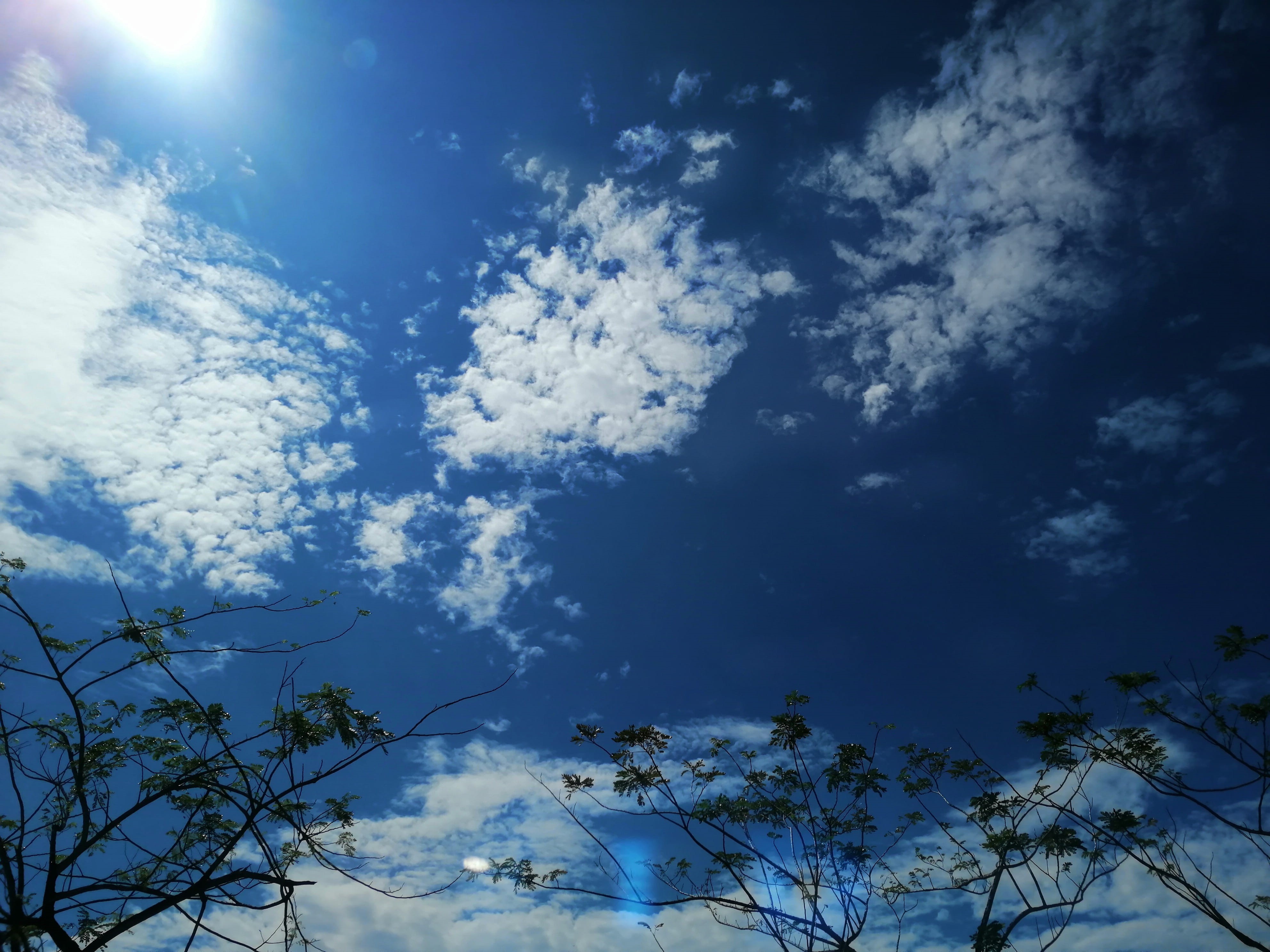 cloud - sky, idyllic, sunlight, outdoors, growth, cloudscape, day, branch, low angle view, blue, malaysia, plant, cloudy, selangor, nature, no people, tree, HD Wallpaper
