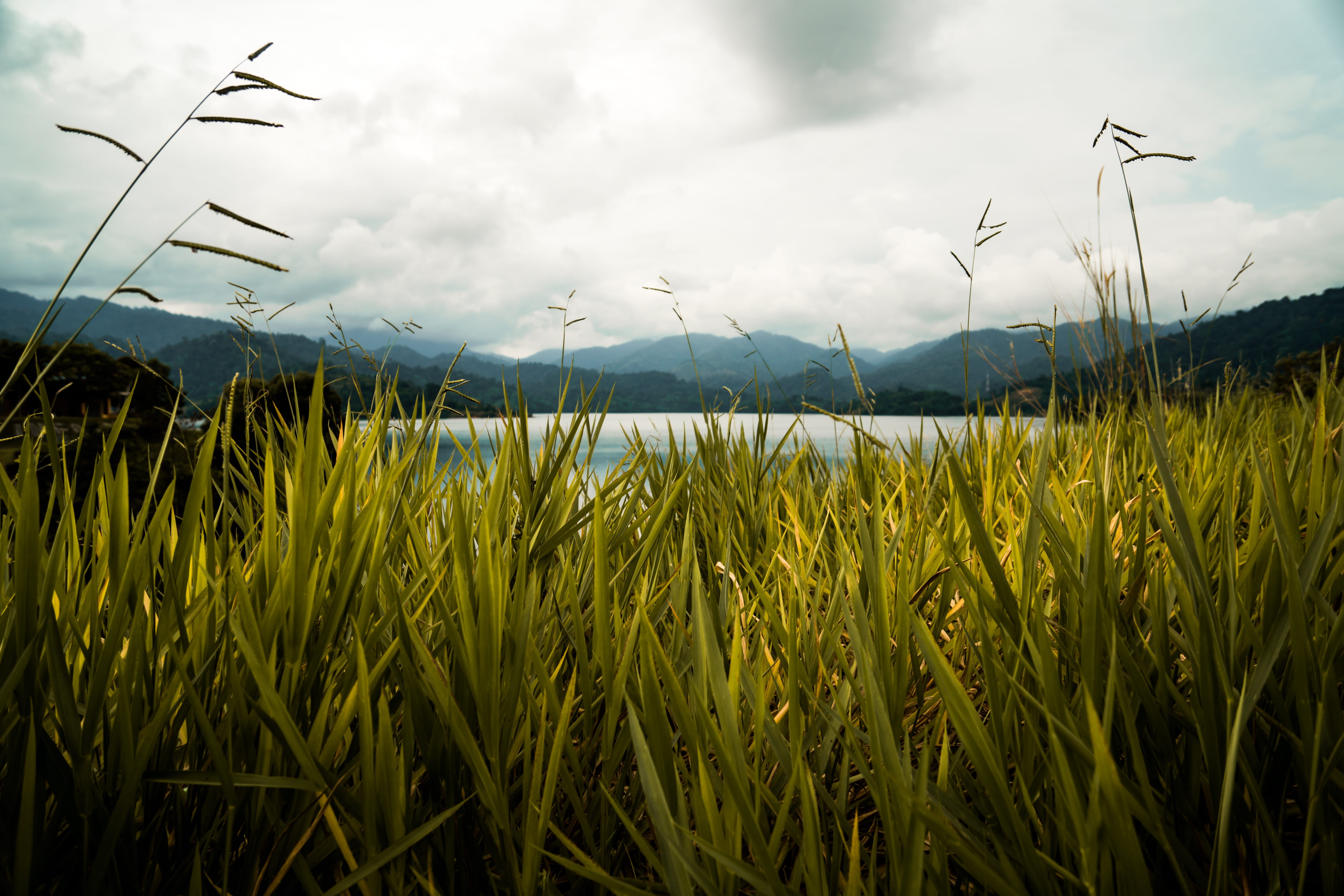 empangan sungai selangor, scenics - nature, beauty in nature, environment, no people, grass, rural scene, lake, outdoors, 5K, farm, crop, sky, agriculture, HD Wallpaper