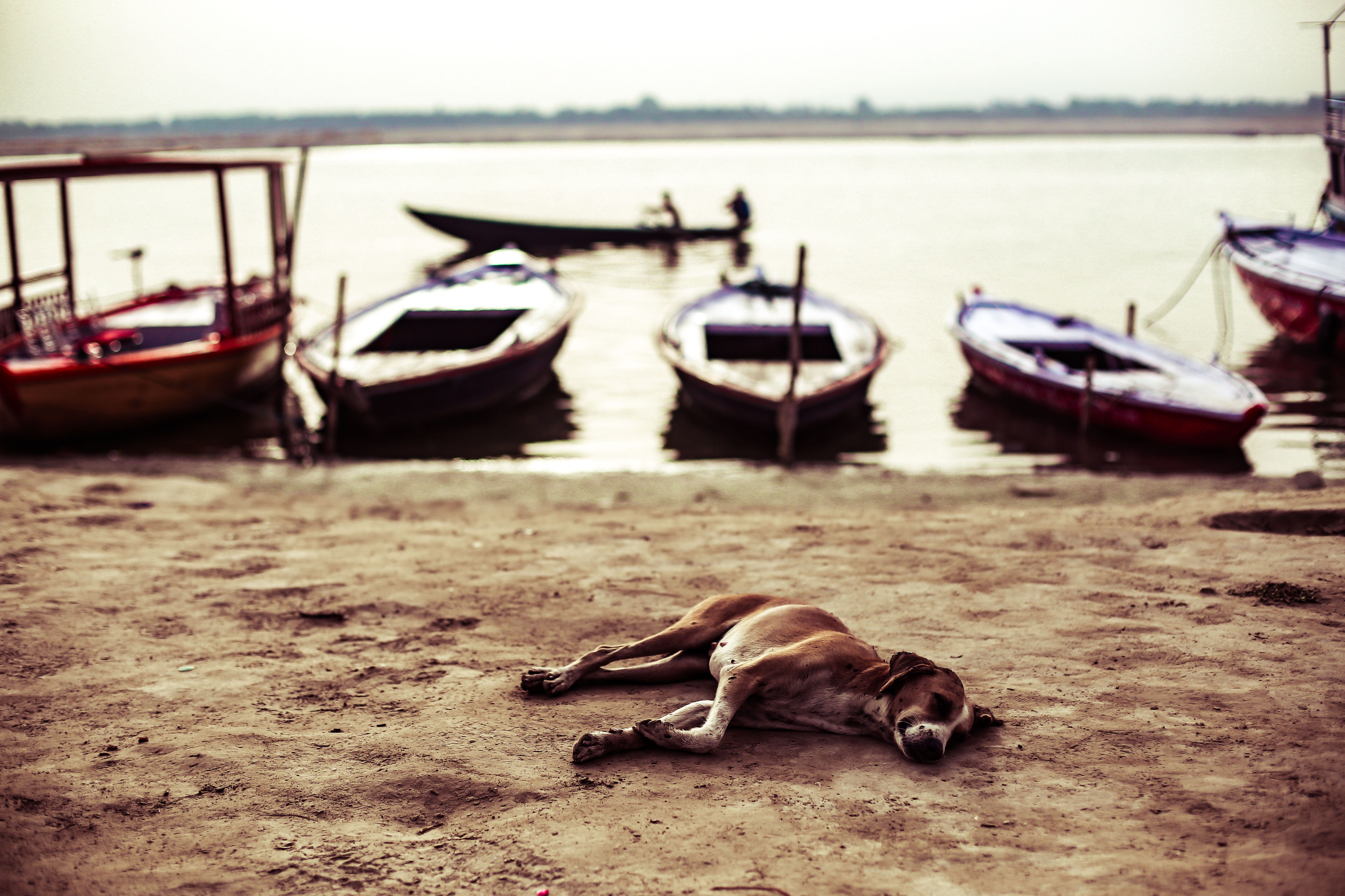 animal wildlife, nautical vessel, river, 5K, boats, varanasi, sea, riverbank, outdoors, transportation, animal, land, vertebrate, beach, focus on foreground, HD Wallpaper