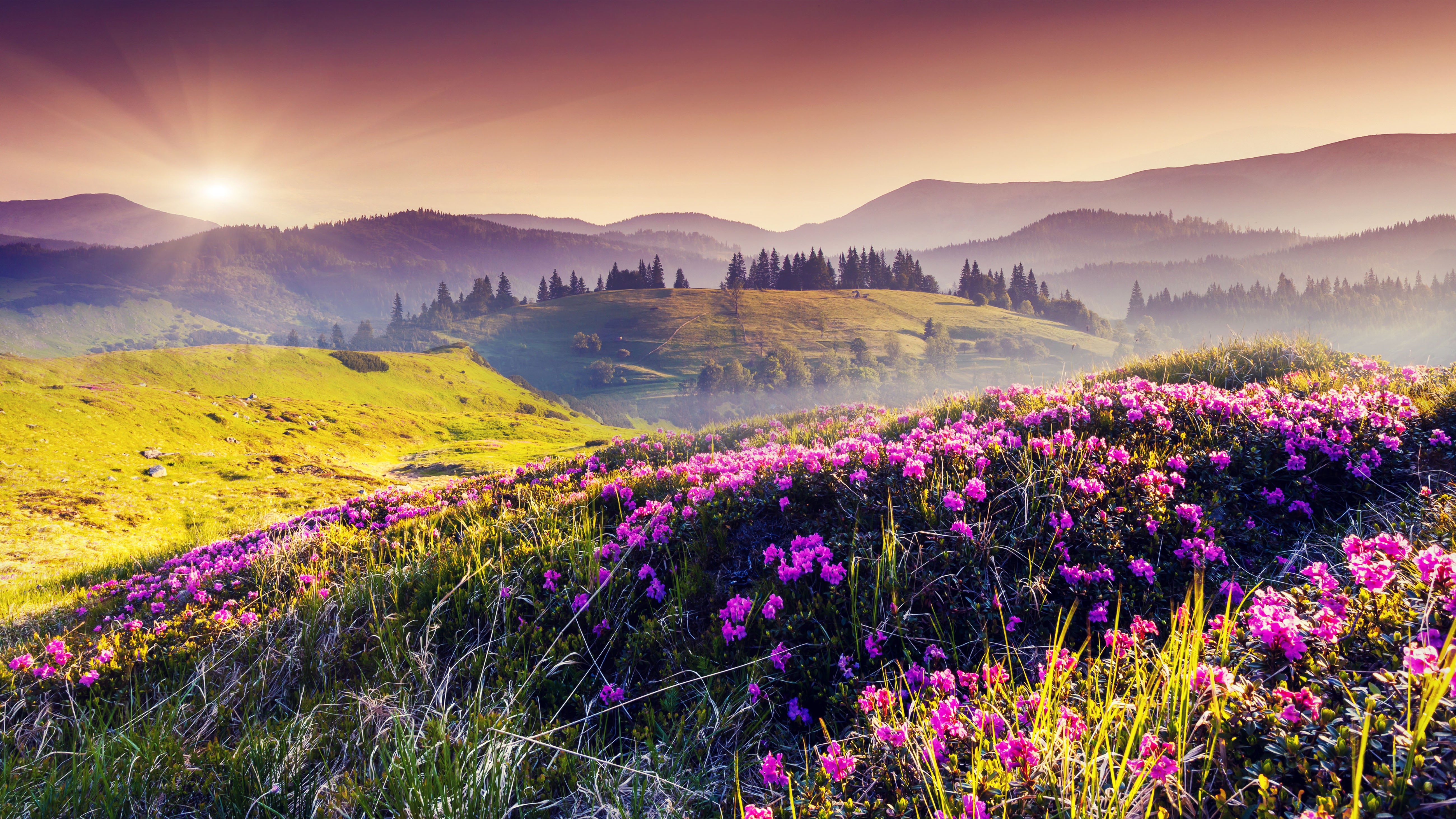 national, land, scenics - nature, mountain, state, dawn, mountain range, landscape, sun, endemic, environment, sunrise - dawn, alpine, utharanthand, flowers, HD Wallpaper