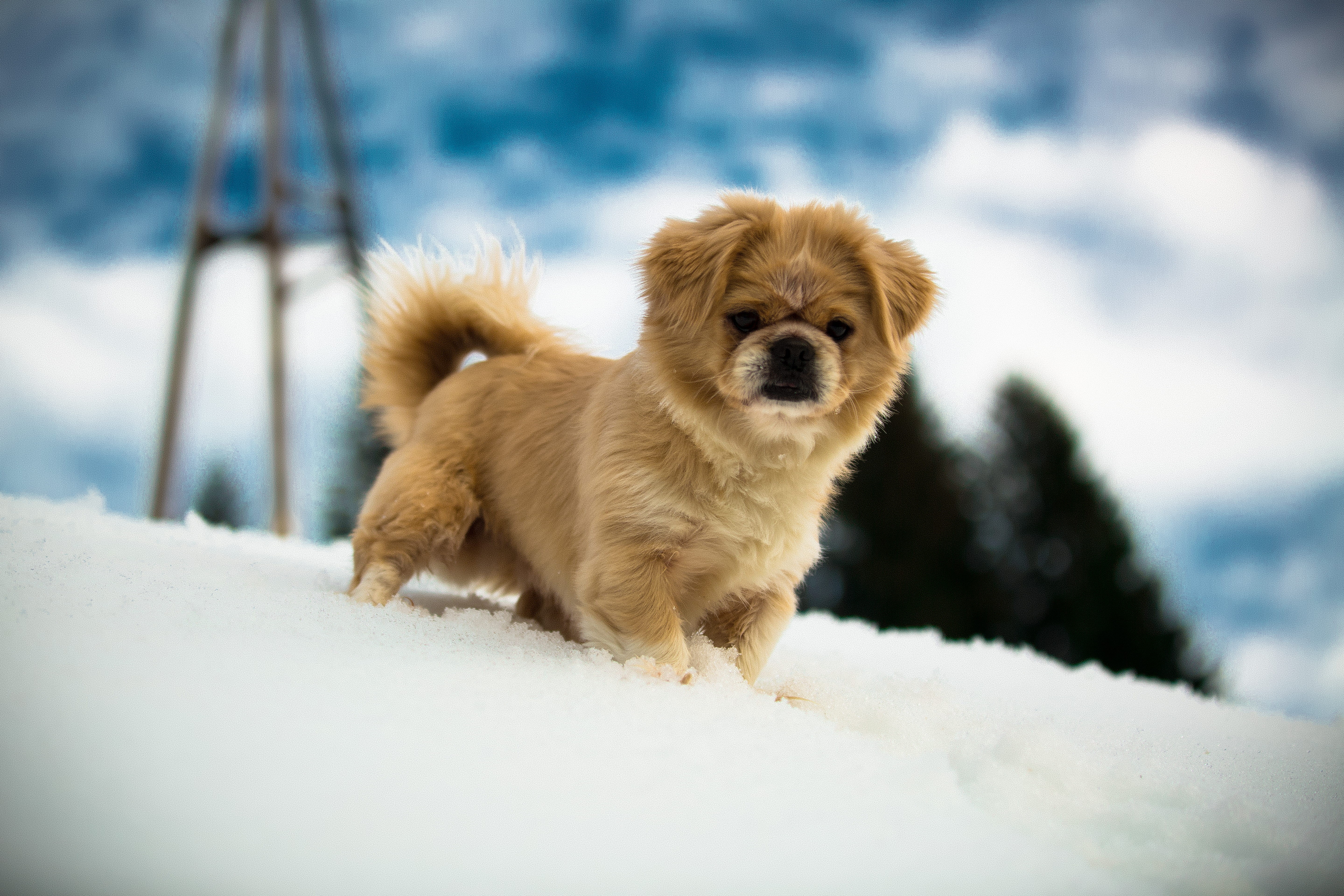 little, daytime, field, animal, tibetan, looking, selective, cute, pet, photography, domestic, pets, spaniel, studio, winter, snow, covered, cold temperature, HD Wallpaper