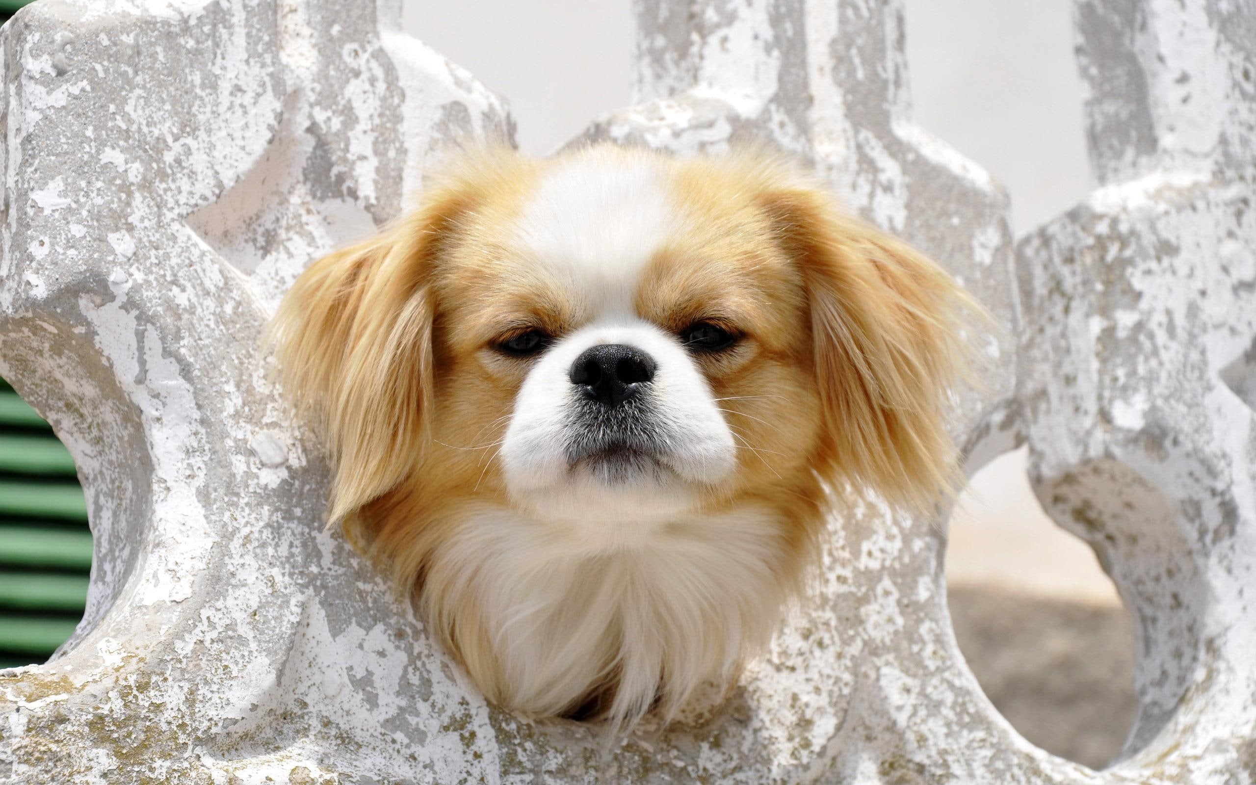 tan, 2560x1600, tibetan, animals, white, 2K, pekingese, spaniel, HD Wallpaper