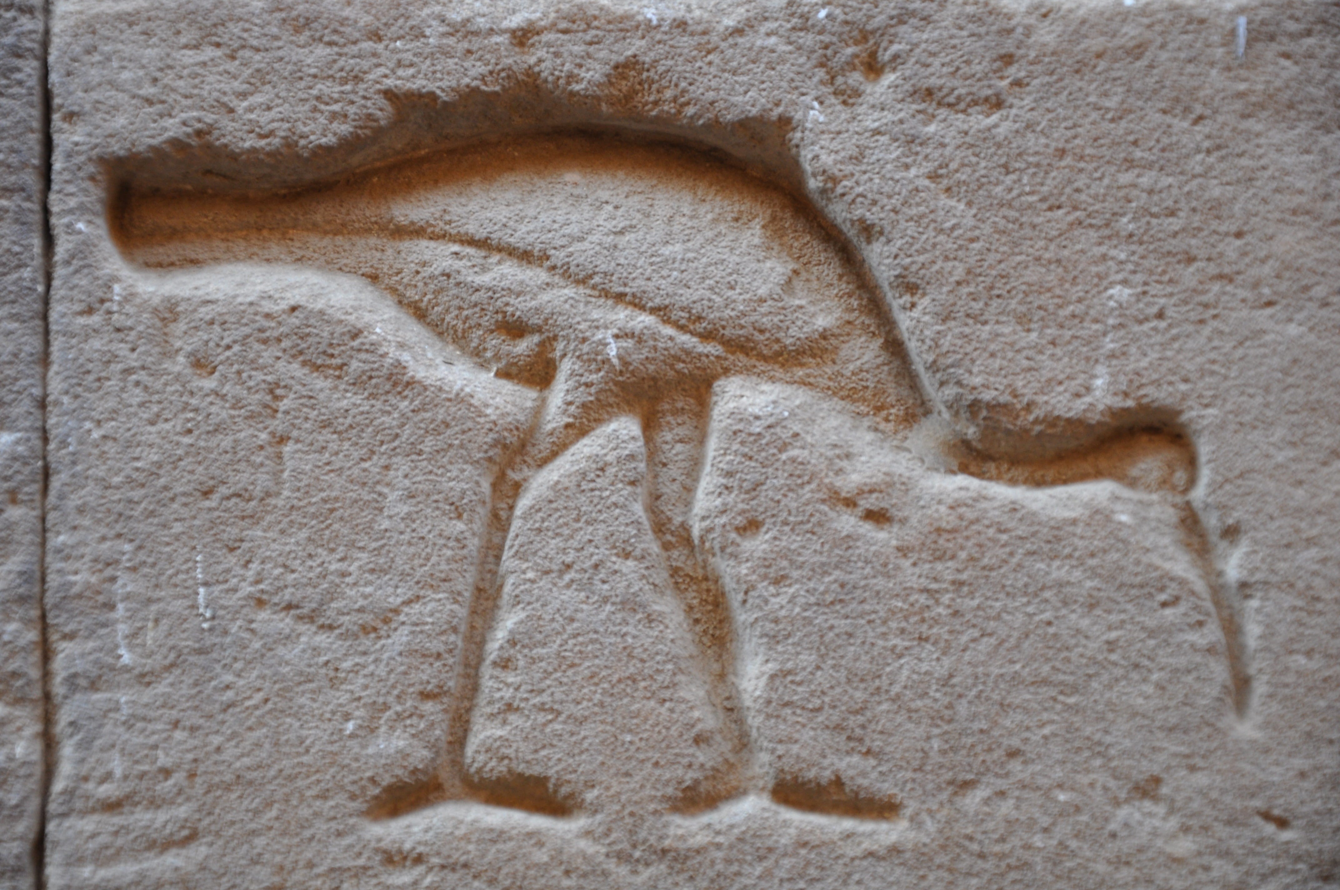 pierre, day, vertebrate, full length, ibis, animal wildlife, wall - building feature, aggression, travel, temple, land, nature, 4K, animal body part, no people, HD Wallpaper