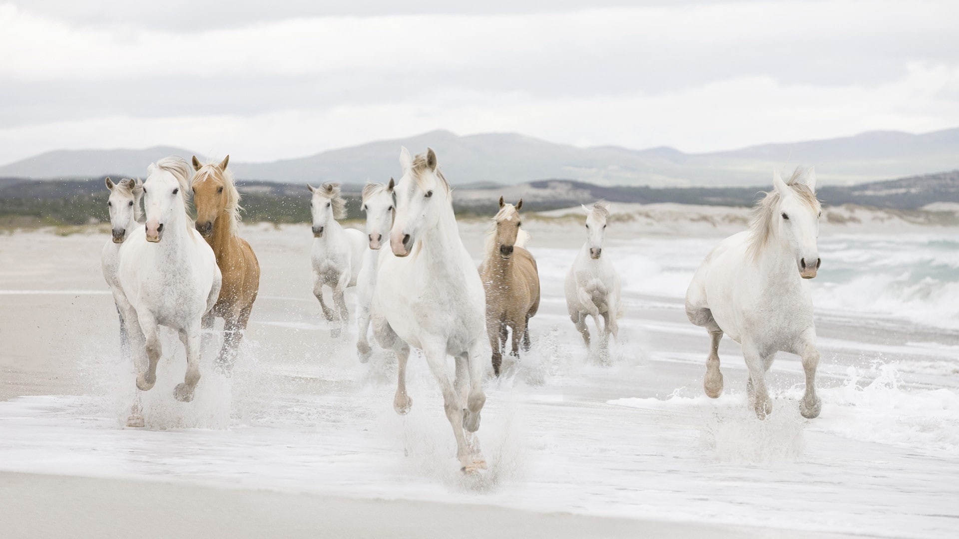 horse, animals, 1080P, HD Wallpaper
