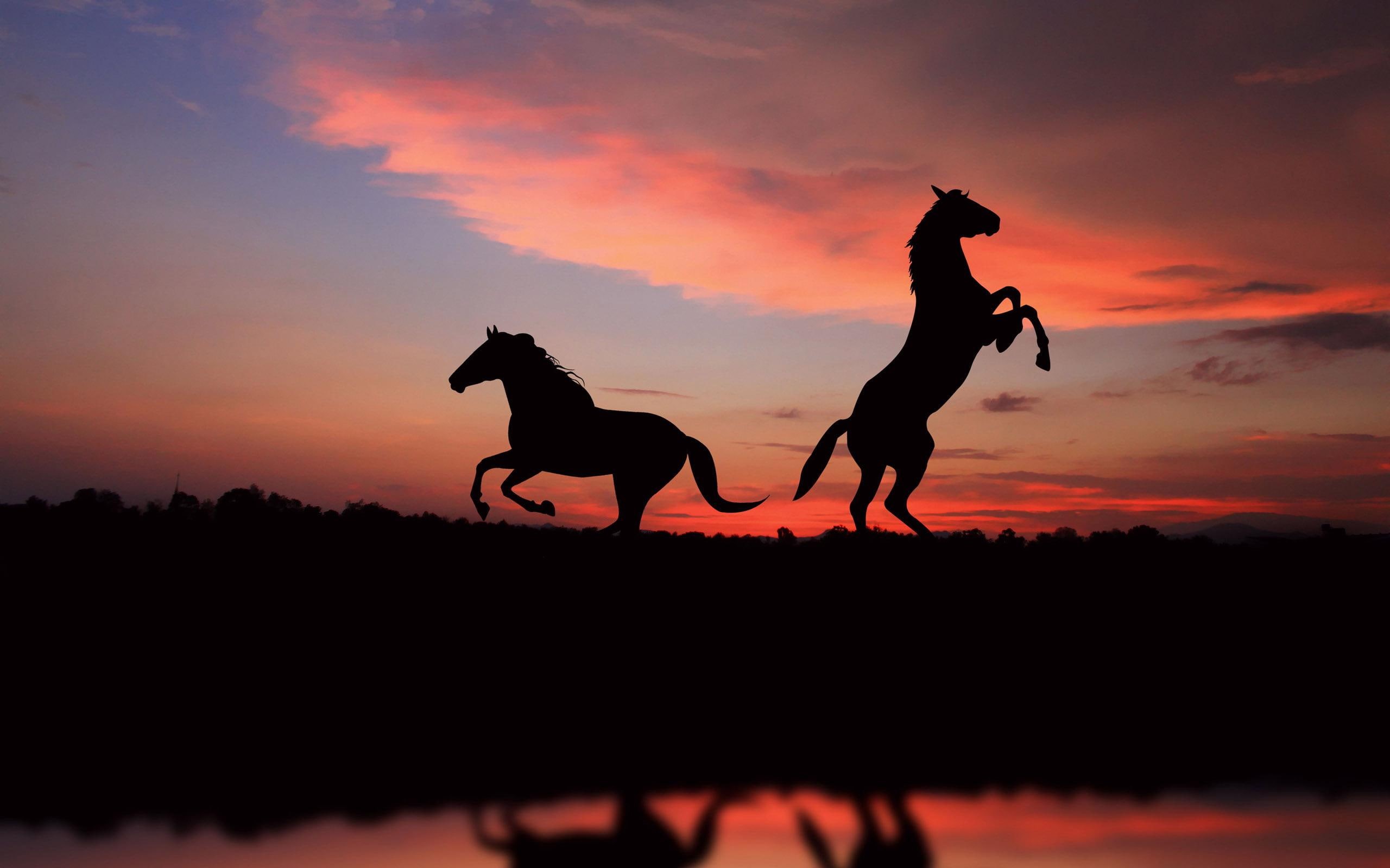 2560x1600, animals, light, 2K, silhouettes, sunset, horse, view, silhouette, horses, HD Wallpaper