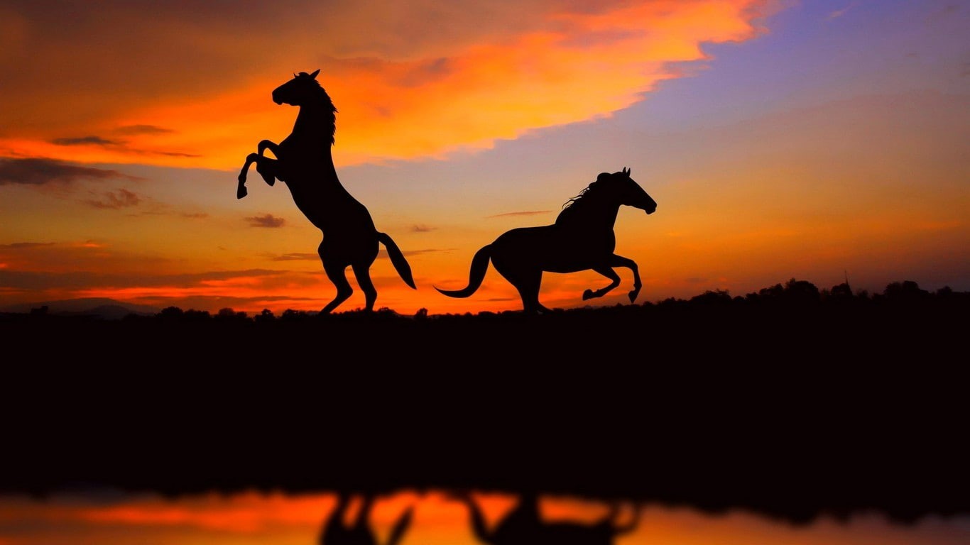 silhouette, horse, sunset, 720P, hd, animals, HD Wallpaper