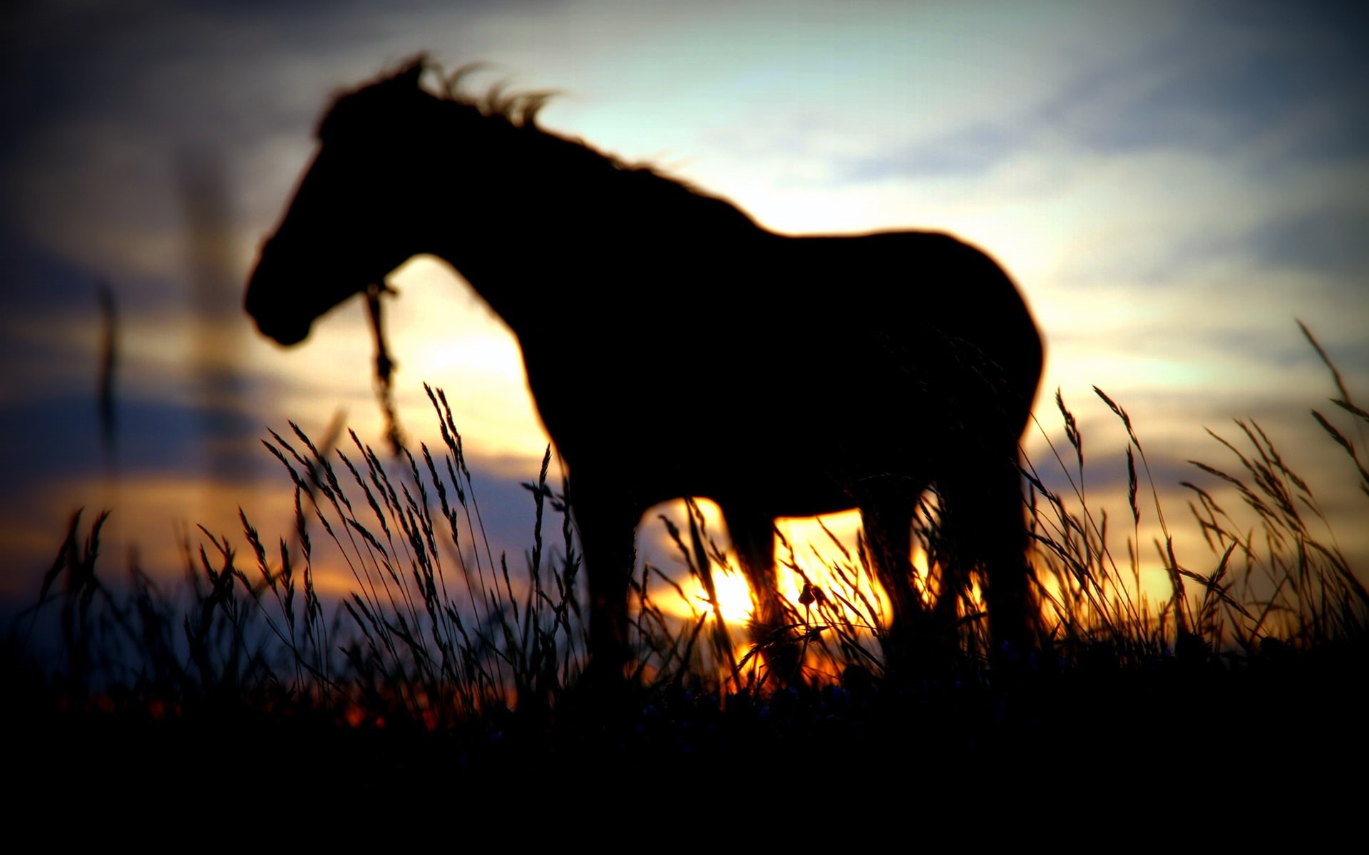 grass, 1080P, animals, hd, sunset, silhouette, horse, HD Wallpaper