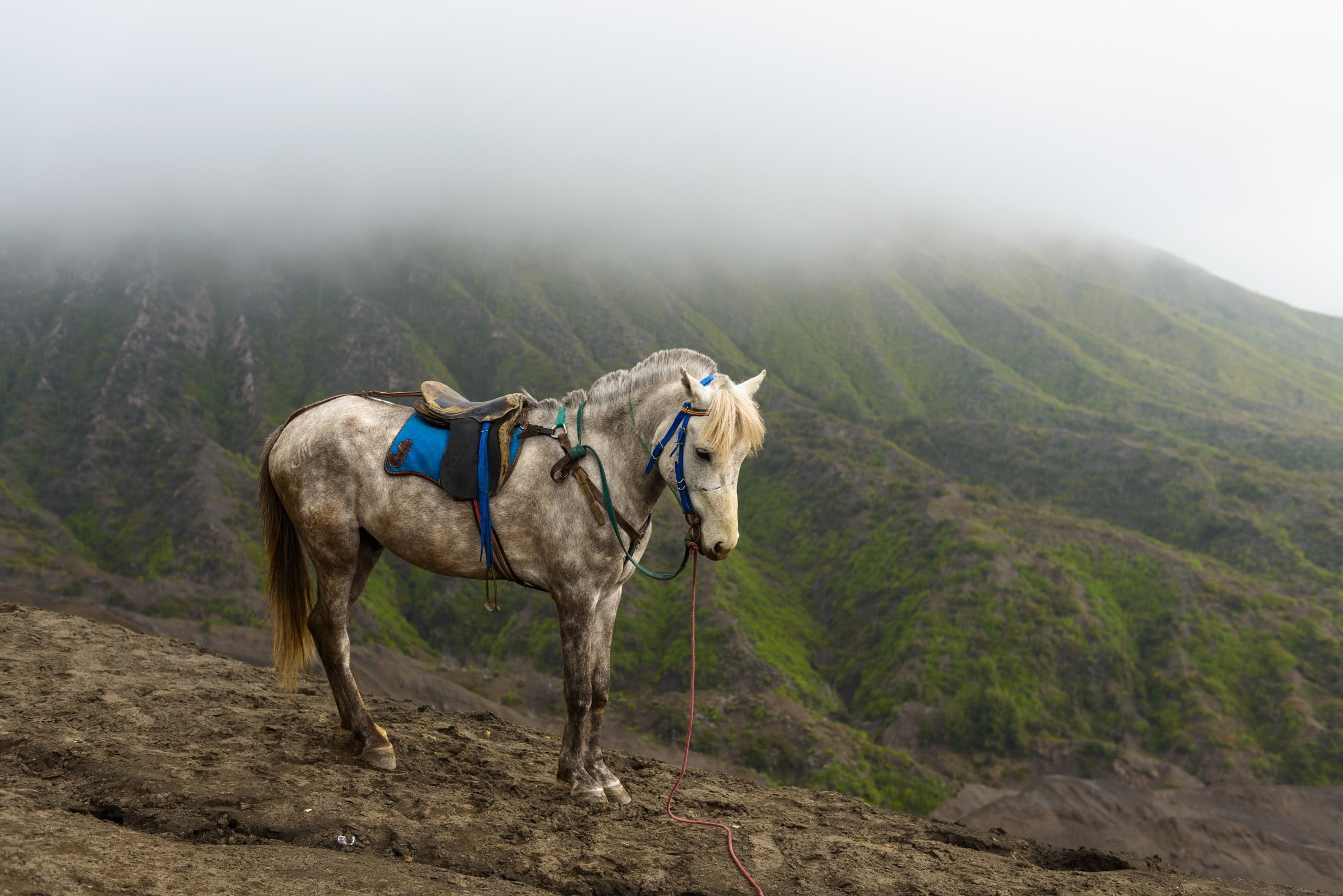 fog, brown, land, landscape, beauty in nature, mammal, nature, day, animal themes, pets, outdoors, mountains, one animal, vertebrate, working animal, animals, HD Wallpaper