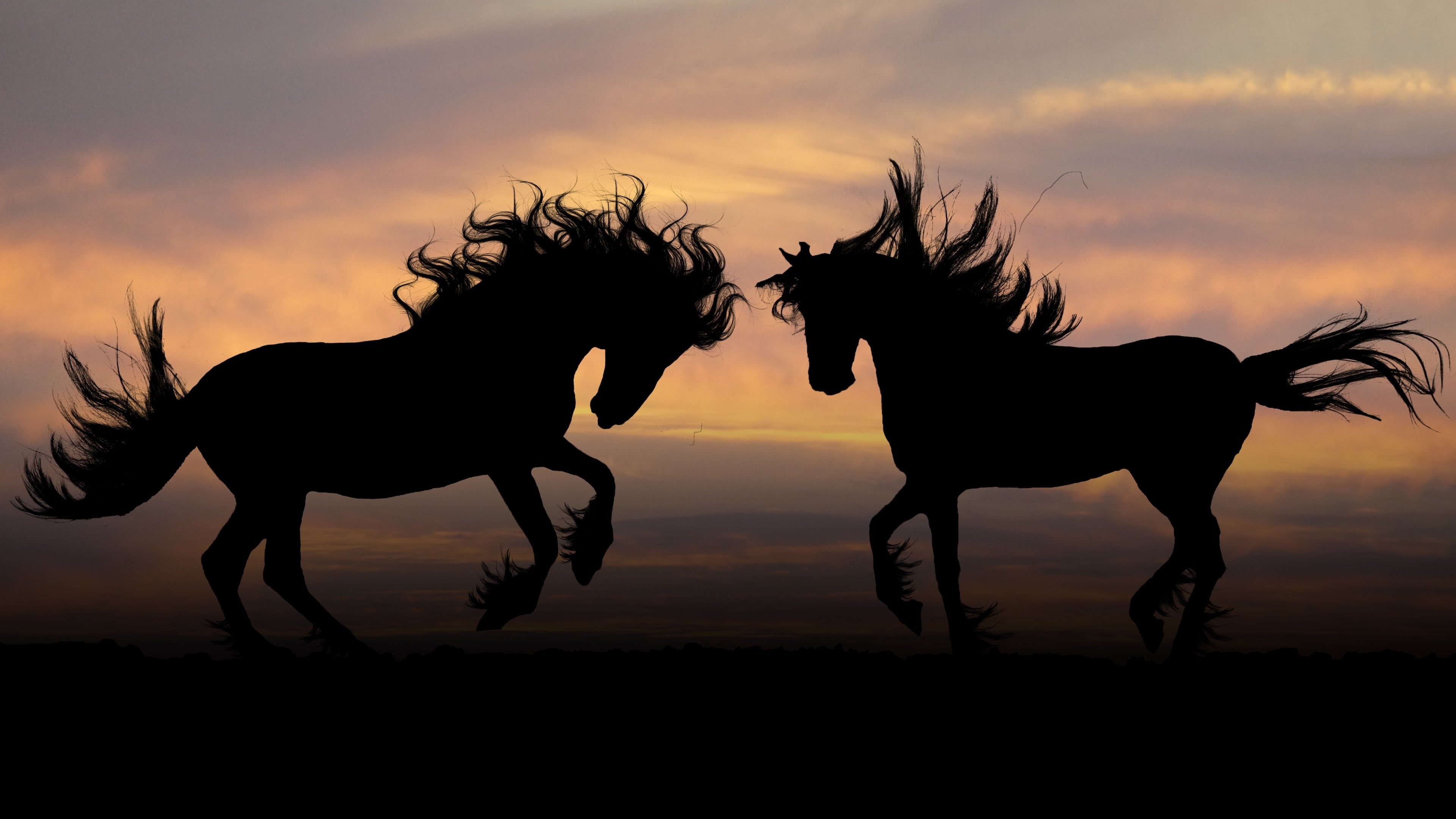 herbivorous, mammal, group of animals, silhouette, horses, outdoors, pets, orange color, domestic animals, field, nature, running, cloud - sky, two animals, HD Wallpaper