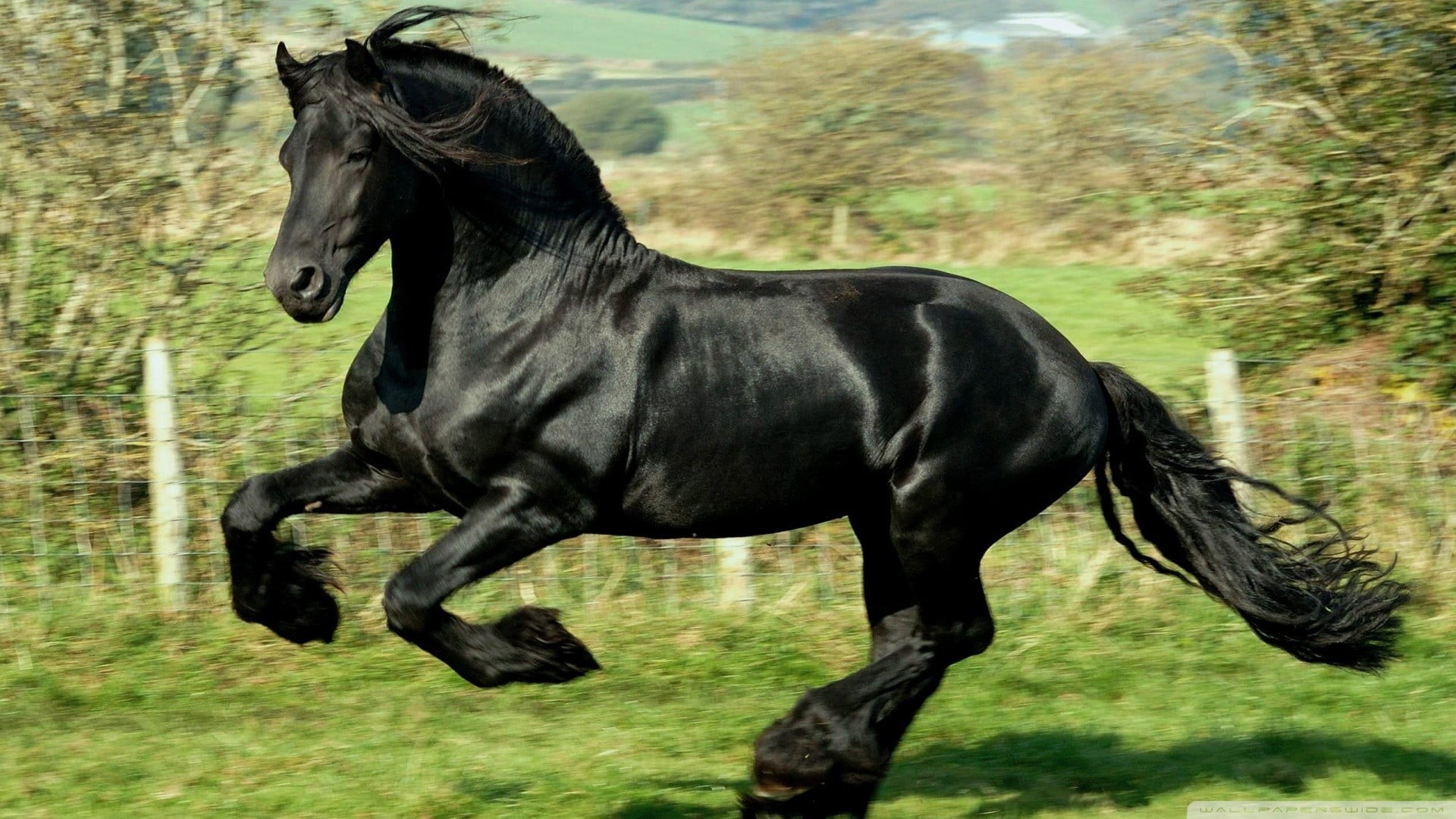 animal themes, animals, black color, domestic, horse, nature, animal, plant, one animal, full length, vertebrate, no people, animal wildlife, domestic animals, HD Wallpaper