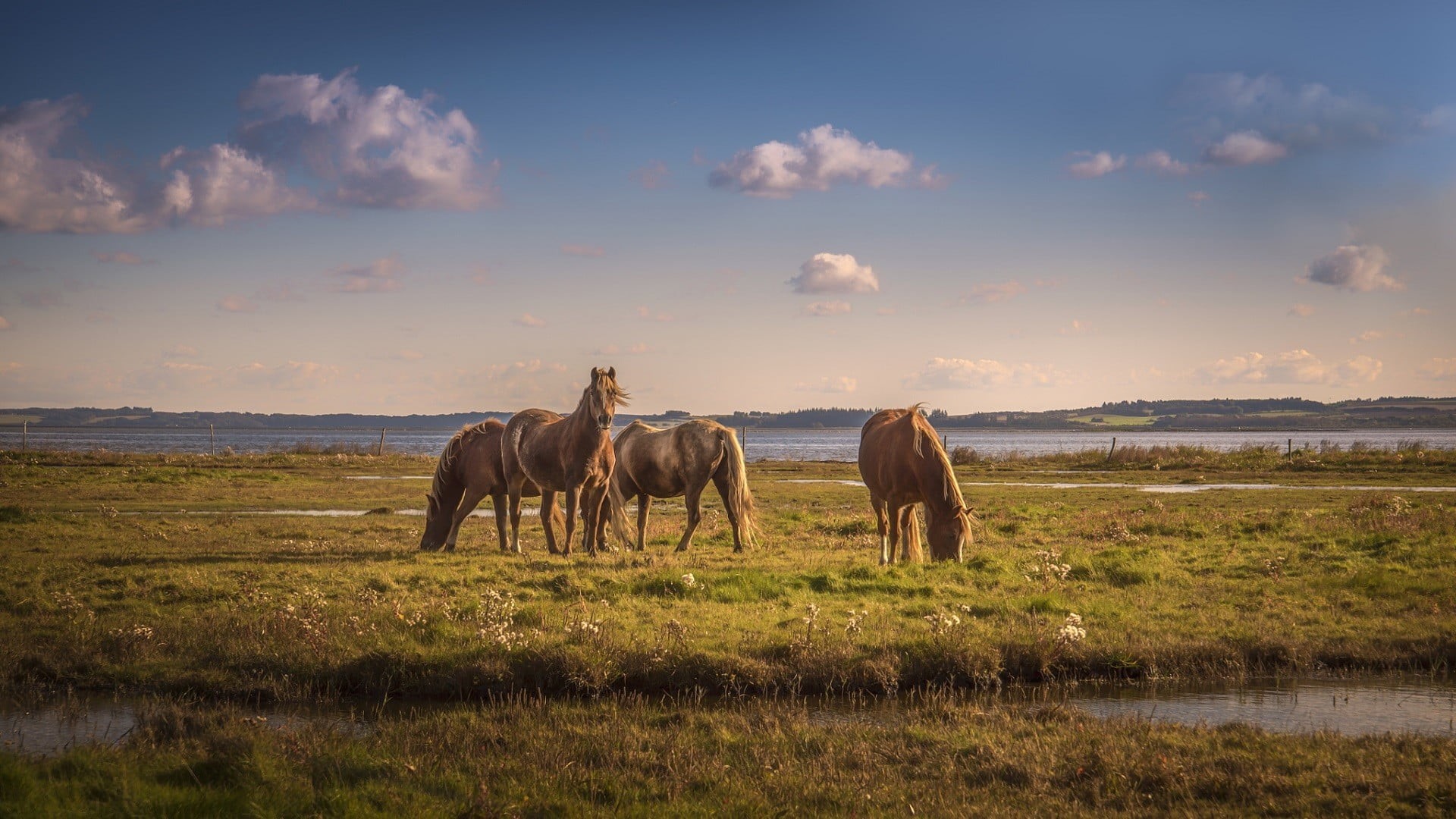 outdoors, nature, group of animals, 1080P, animal wildlife, grass, animals, domestic, land, sky, domestic animals, animal, black, two, animal themes, water, HD Wallpaper