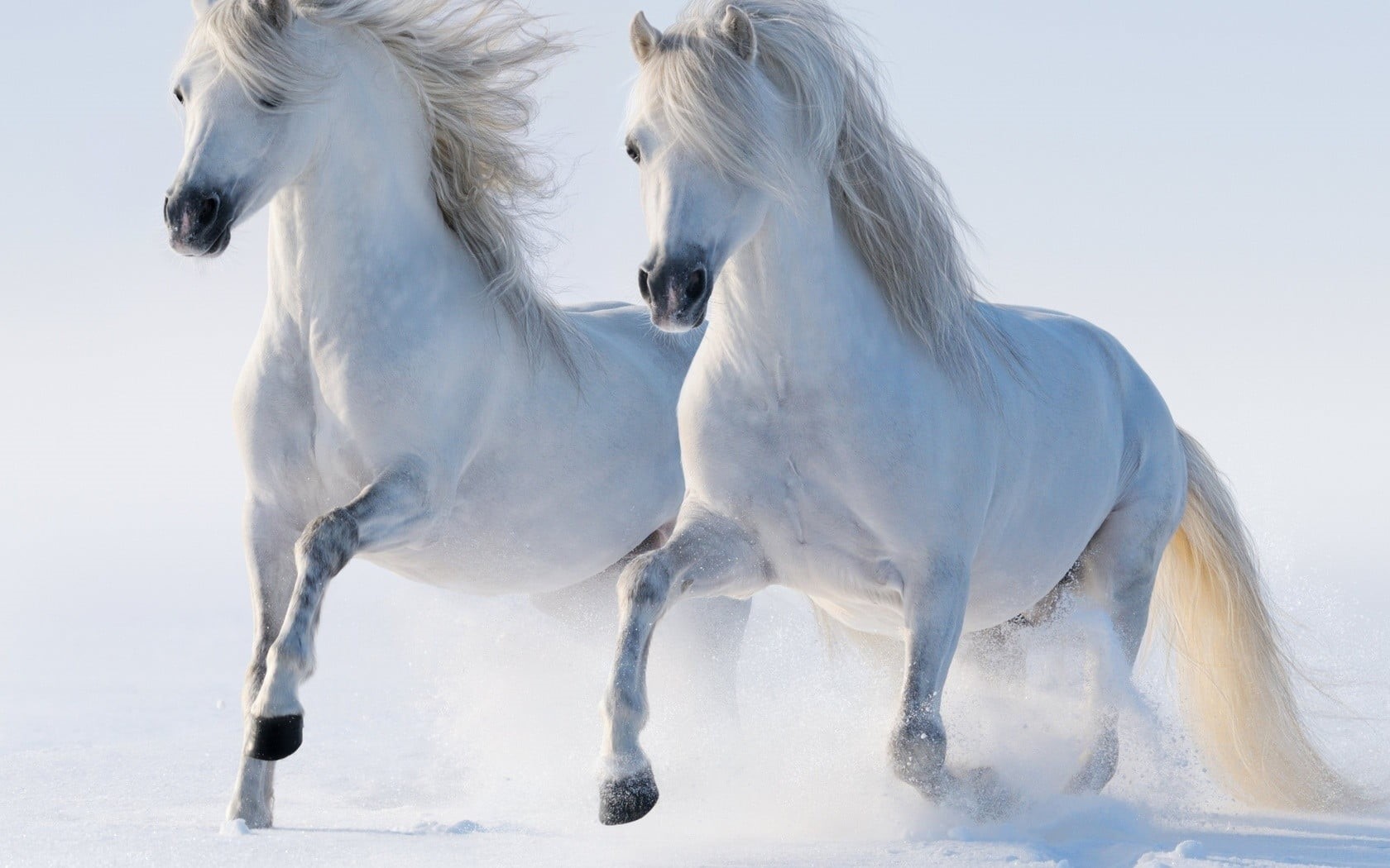 720P, group of animals, couple, animal wildlife, animal themes, animal, animals, domestic, horses, horse, two, domestic animals, water, mammal, livestock, HD Wallpaper