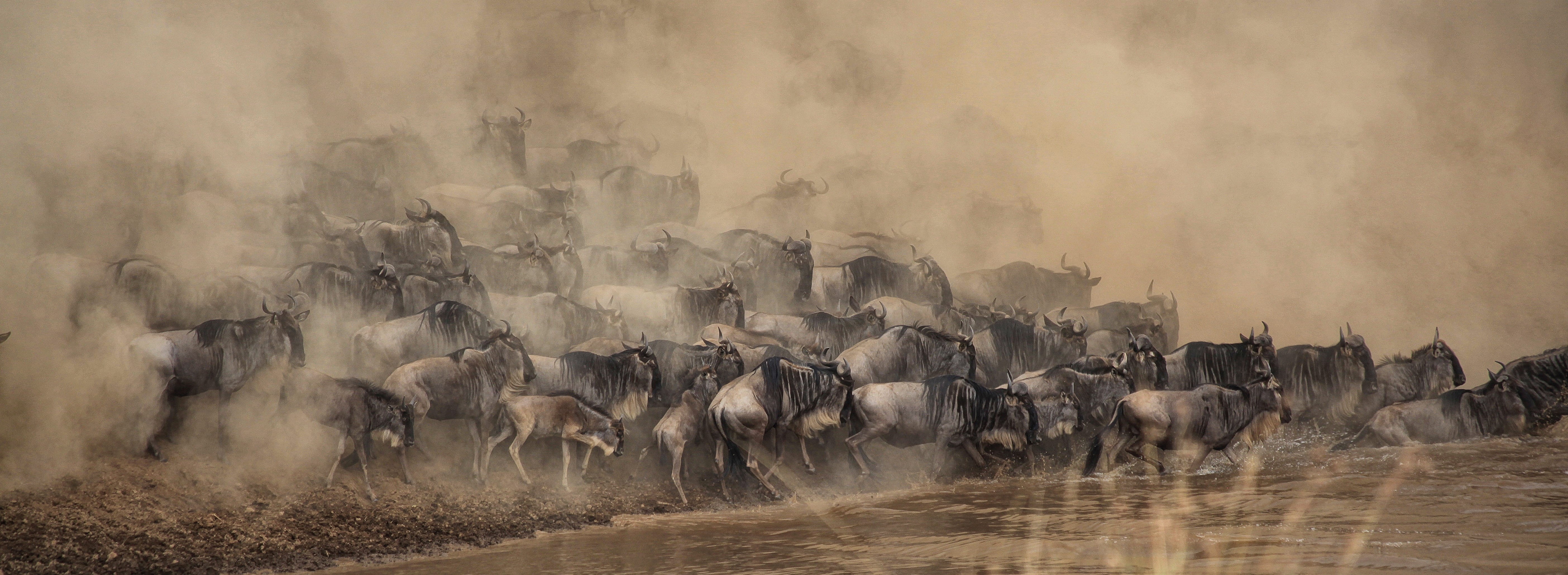 motion, people, herbivorous, animal, painting, no people, herd, river, safari, vertebrate, migration, large Group Of Animals, River Crossing, domestic animals, HD Wallpaper