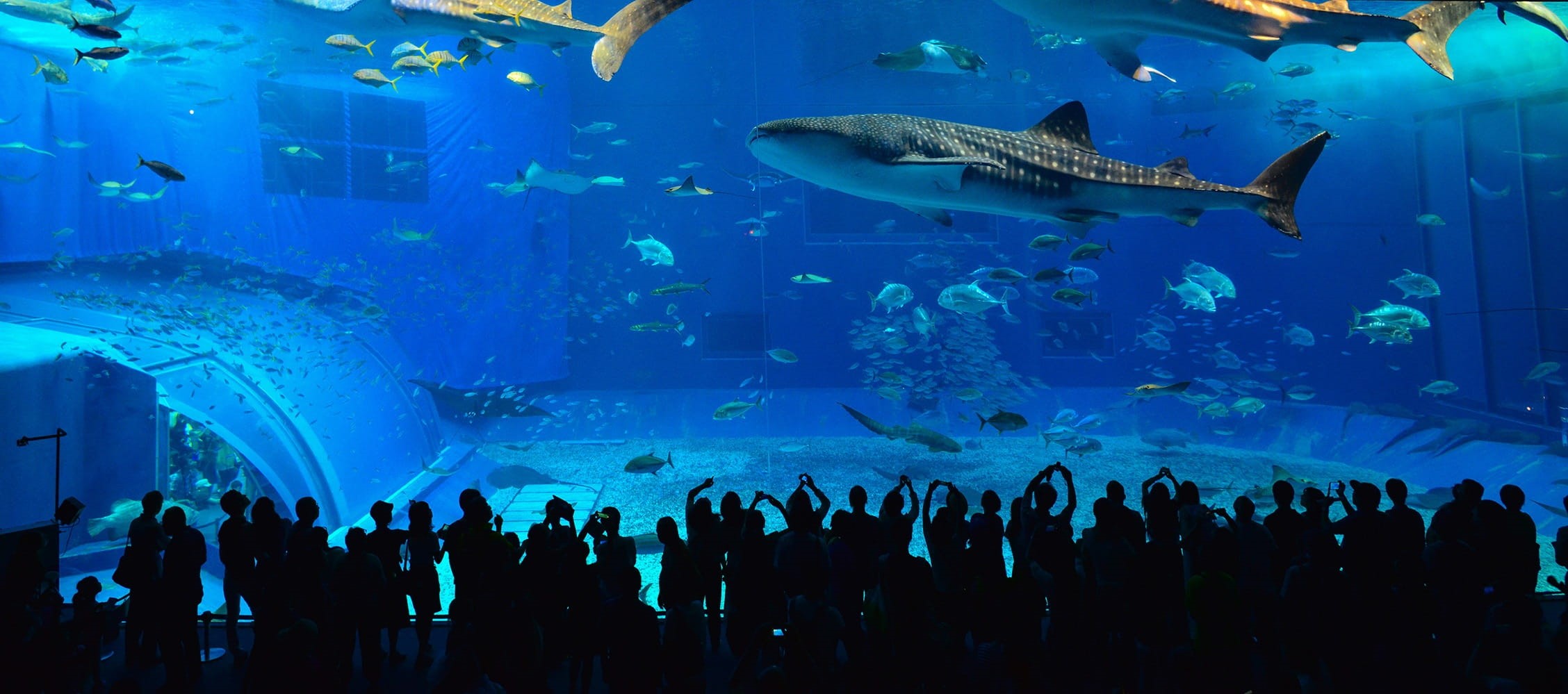 visit, school of fish, Whale Shark, crowd, blue, vertebrate, school, animal wildlife, the whale shark, people, animals in the wild, Kuroshio, large group of people, HD Wallpaper