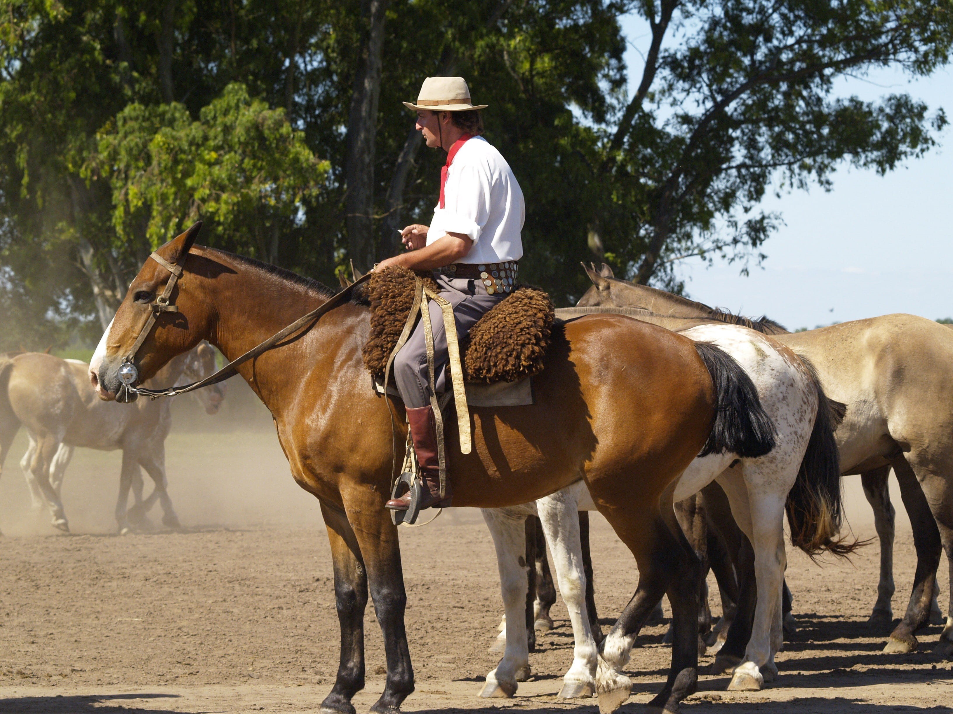 men, horse, pets, Gaucho, animal wildlife, riding, people, ranch, stallion, green, adult, farm Animals, Horses, clothing, one person, day, farmland, vertebrate, HD Wallpaper