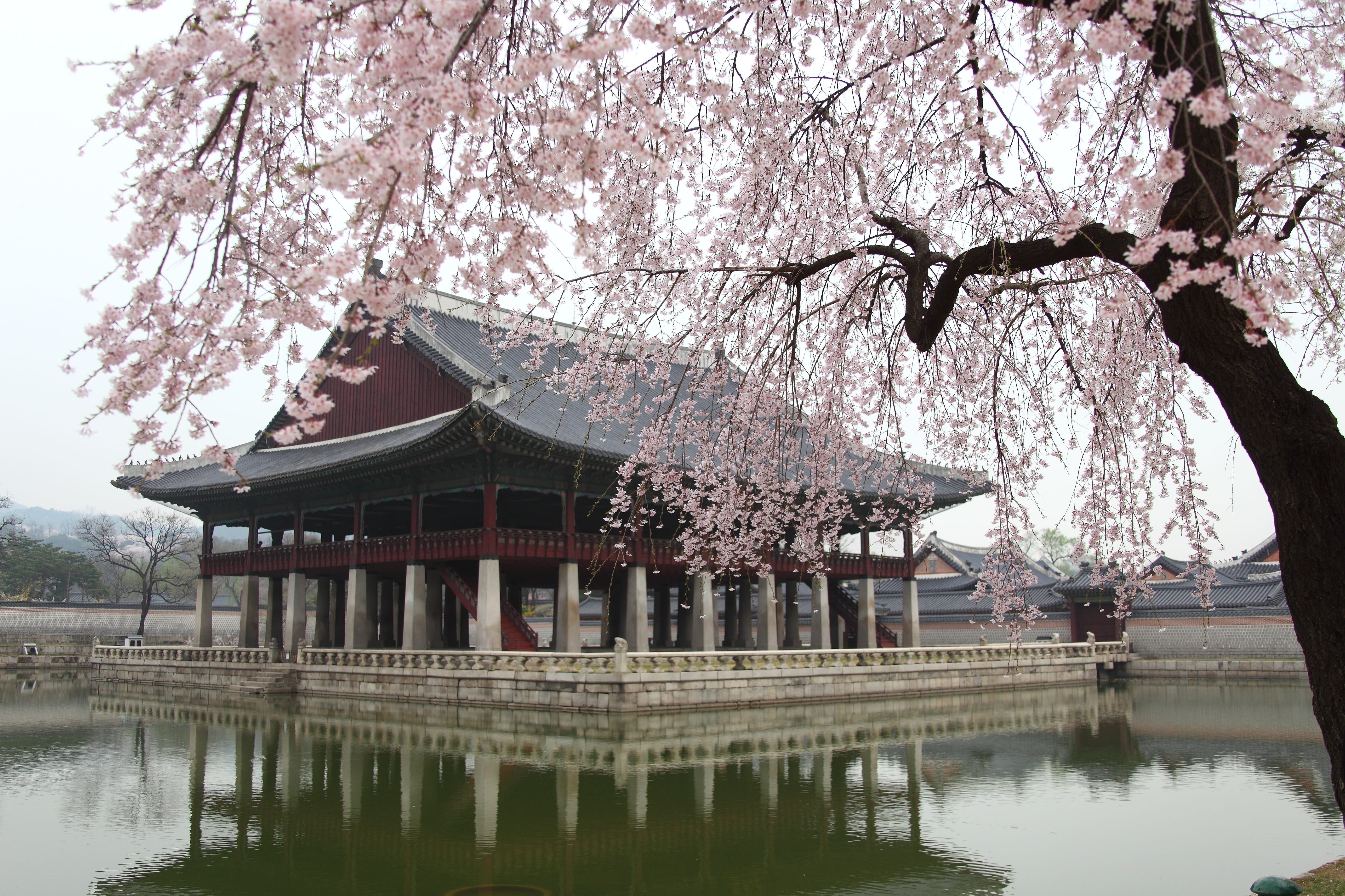 traditional, gyeonghoeru, day, religion, korea, flower, tree, cherry tree, no people, cherry blossom, flowering plant, pond, blossom, plant, wood, architecture, HD Wallpaper