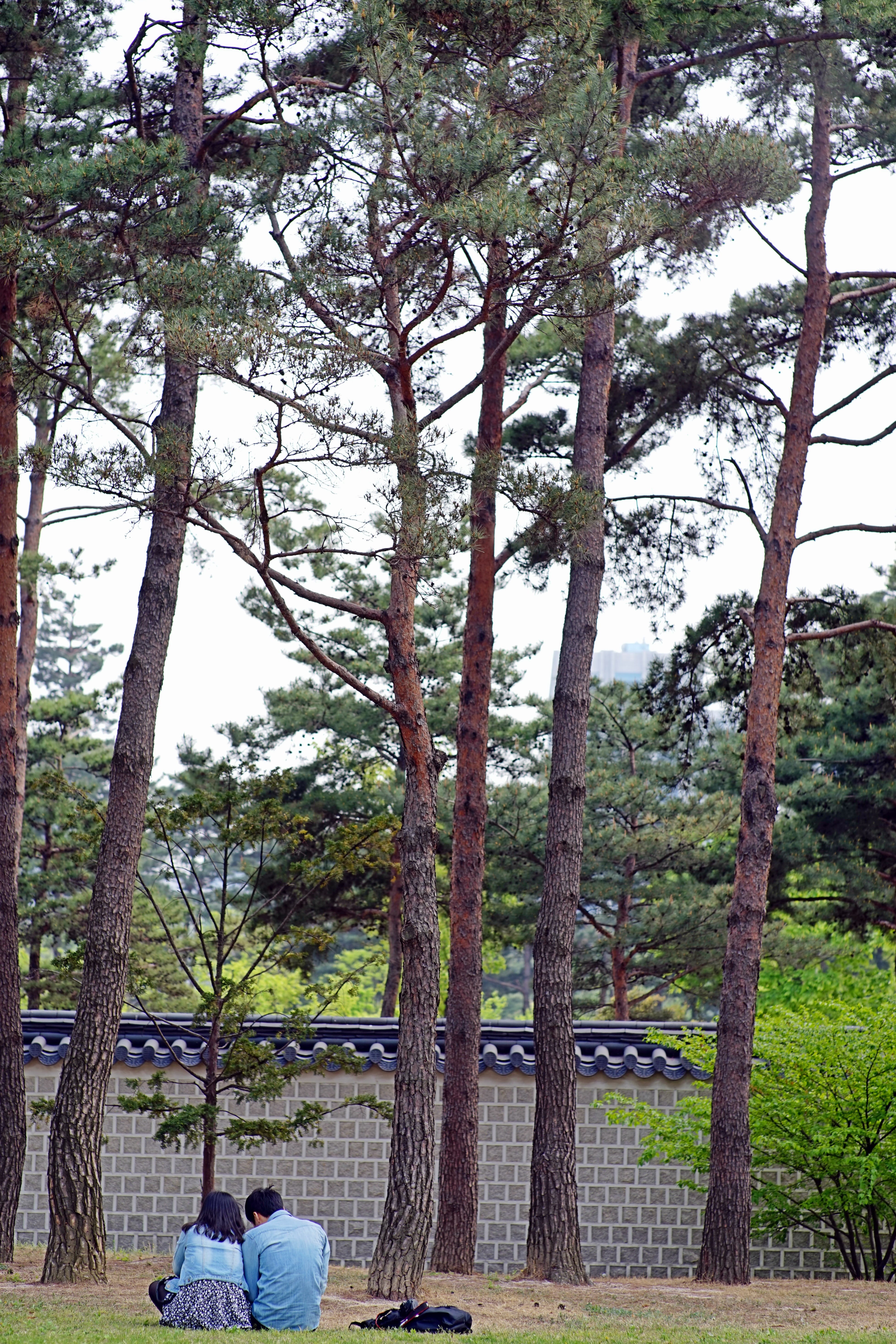 tree, people, pair, real people, tree trunk, gyeongbok palace, men, plant, lovers, sitting, forest, trunk, growth, 5K, land, women, two people, adult, Phone HD Wallpaper