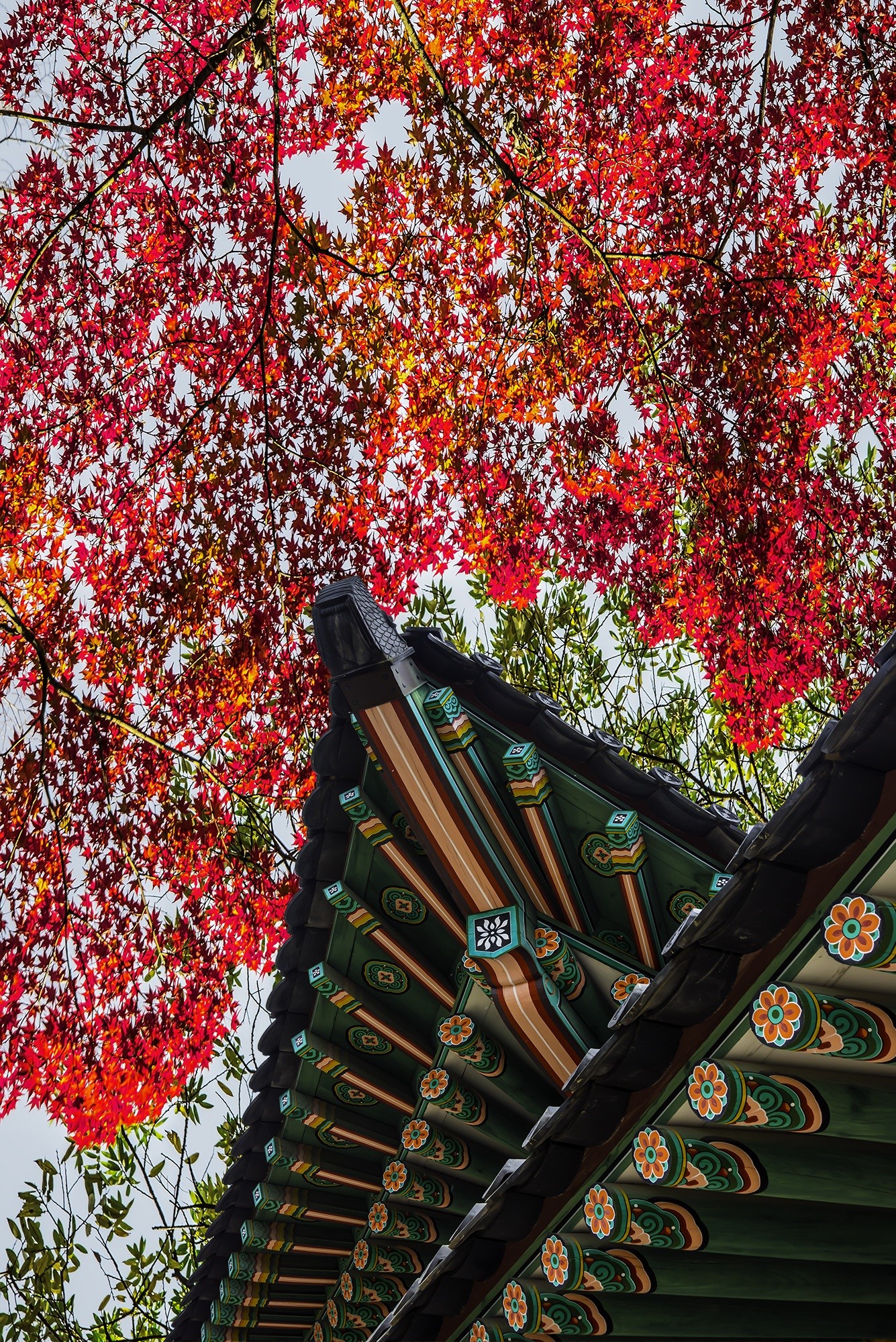 forbidden city, autumn, nature, cherry tree, branch, growth, tree, low angle view, building, plant, 1080P, day, house, no people, roof tile, outdoors, Phone HD Wallpaper