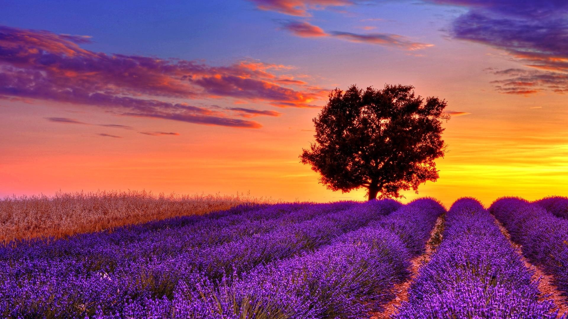 field, tree, sunset, lavender, nature and landscapes, alone, sting, 1080P, HD Wallpaper