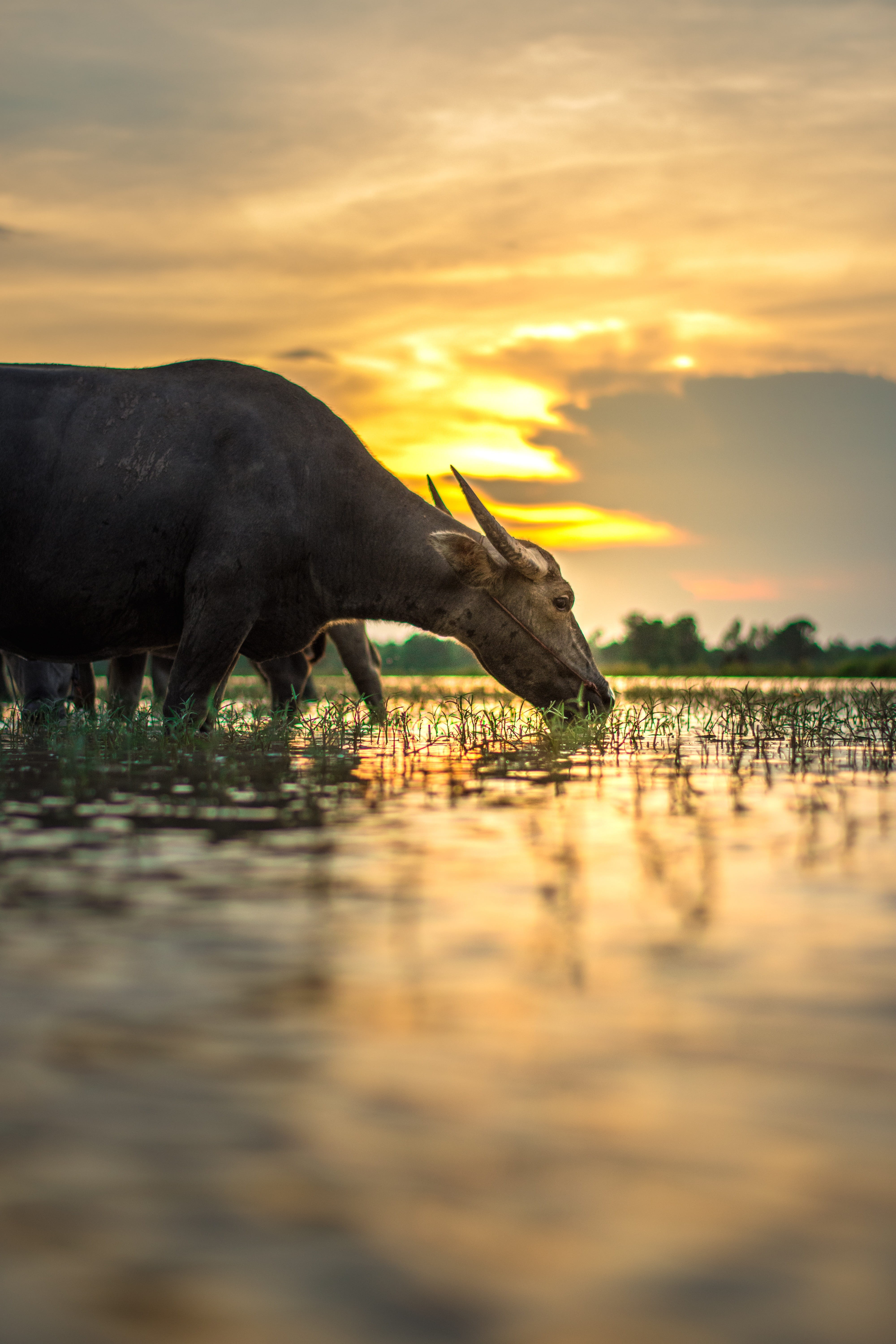 pathetic, rice, countryside, grass, laos, green, golden, farmer, mead, myanmar burma, animal wildlife, livestock, nature, one animal, field, beauty in nature, Phone HD Wallpaper