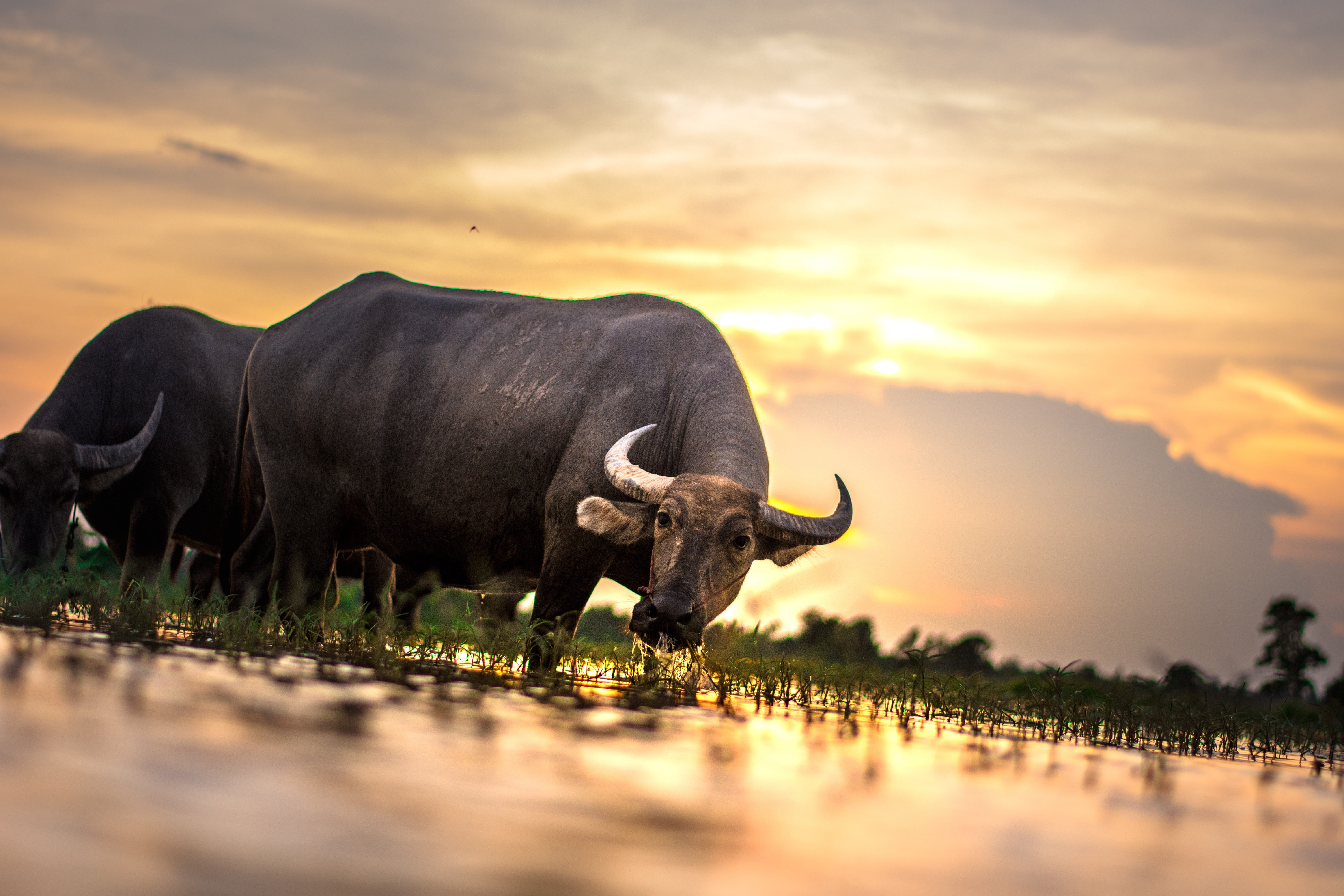 rice, lifestyle, farm, field, vertebrate, animal themes, burma, cow, wildlife, animal, girl, close-up, cattle, 5K, buffalos, two, culture, sunset, myanmar, HD Wallpaper