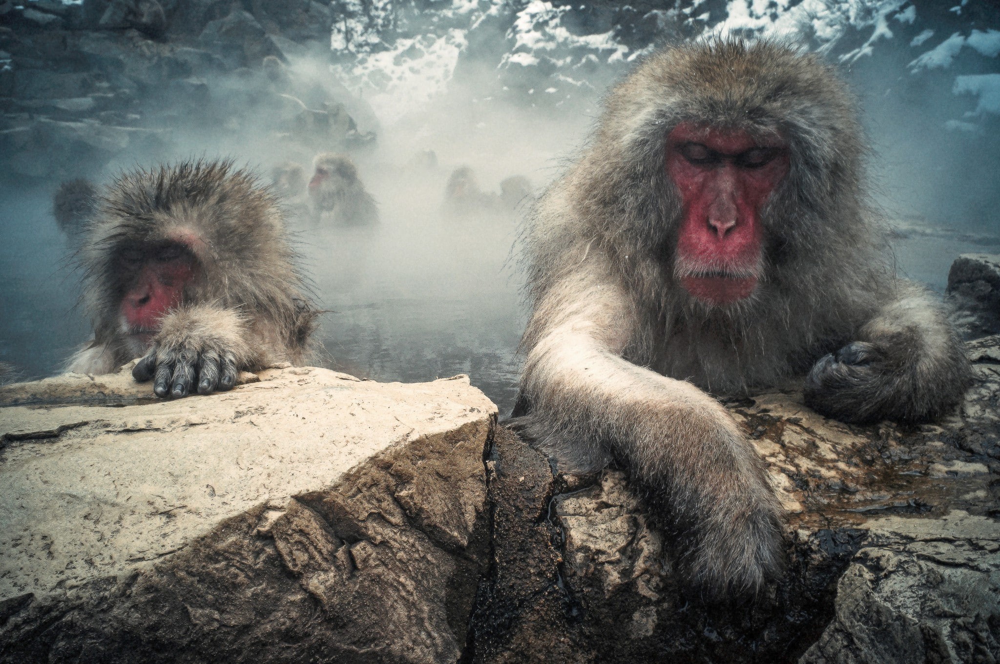 steam, wool, Japanese macaques, rocks, mountains, red, japanese, ape, macaques, face, illustration, monkeys, 1080P, HD Wallpaper