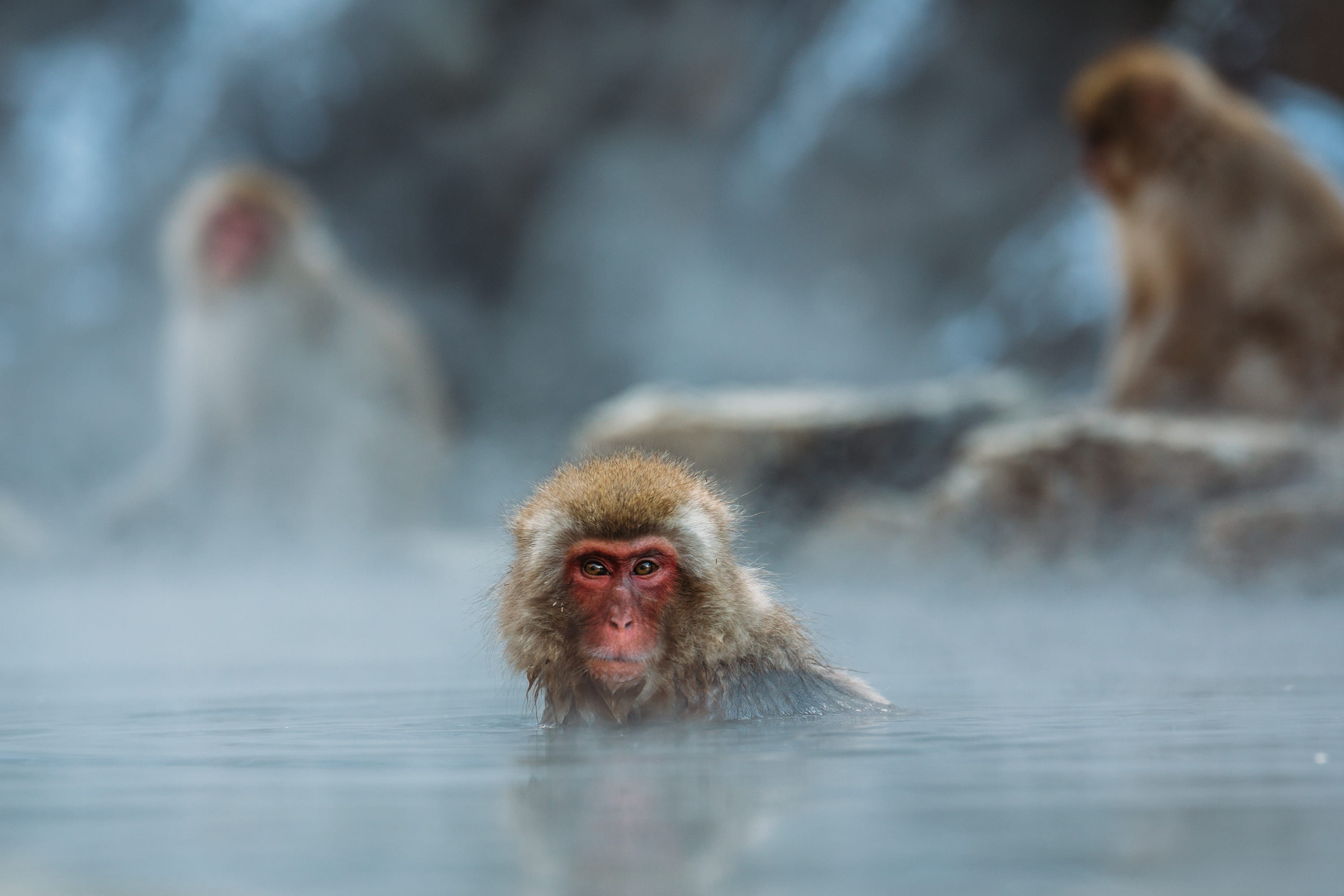 animal wildlife, cold temperature, body, focus, 2K, water, ape, snow monkey, photography, spa, shallow, bath, animals in the wild, mammal, hot spring, HD Wallpaper