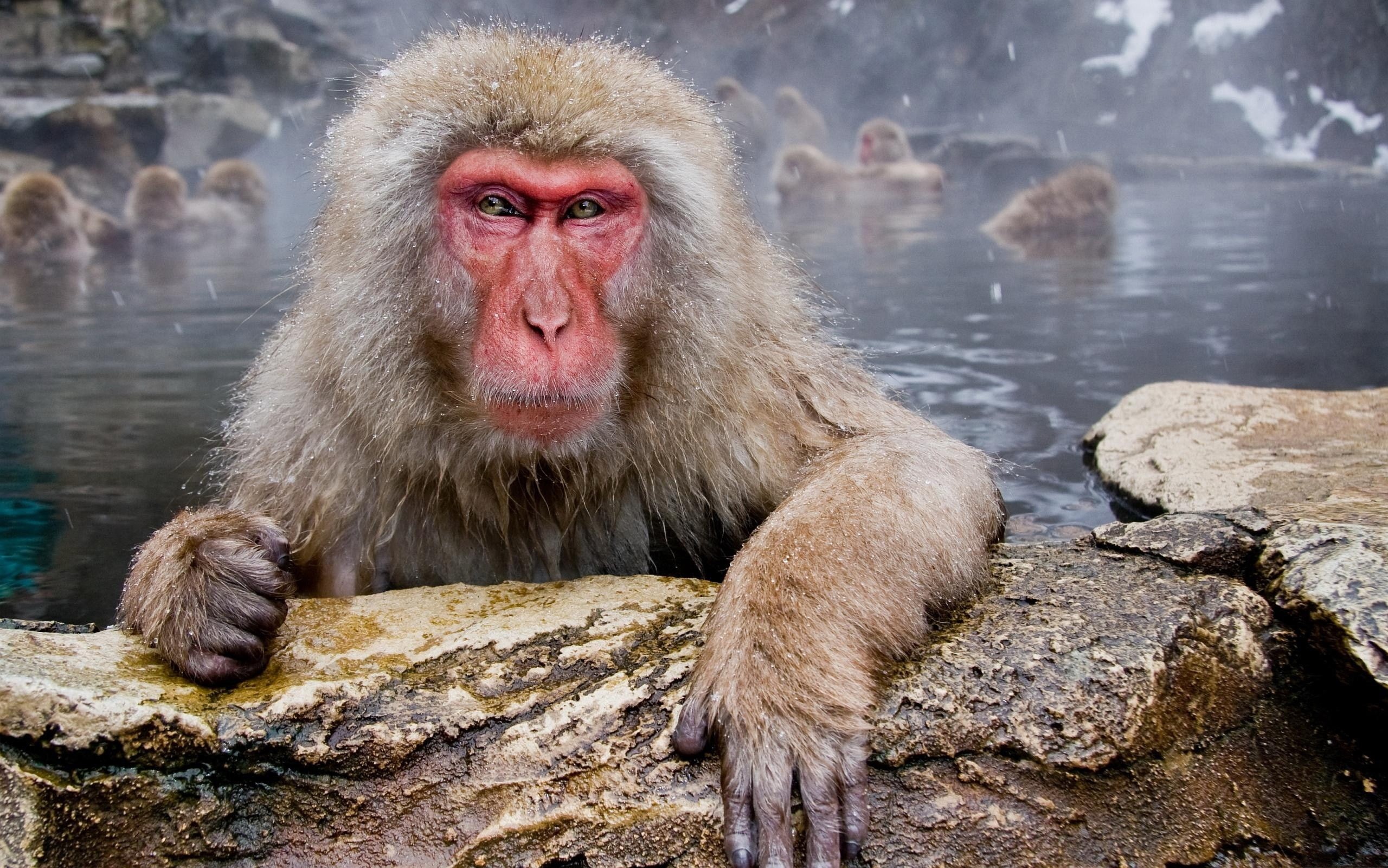 animal, mammal, one animal, macaques, animal themes, hot spring, no people, water, outdoors, 2K, animals, monkey, primate, animals in the wild, vertebrate, HD Wallpaper