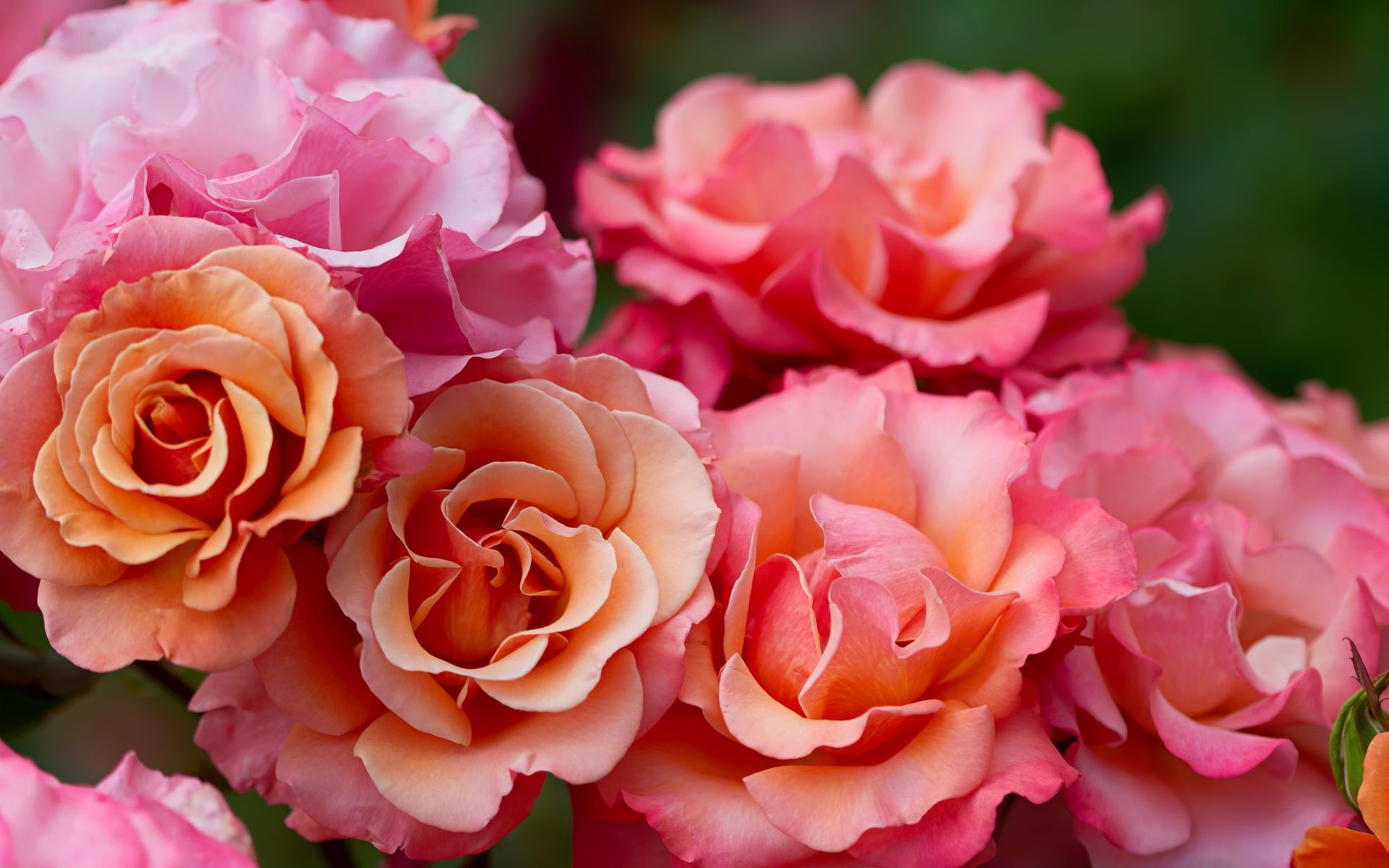 Flowers, Photography, Pink, Macro, 1080P, Rose, HD Wallpaper