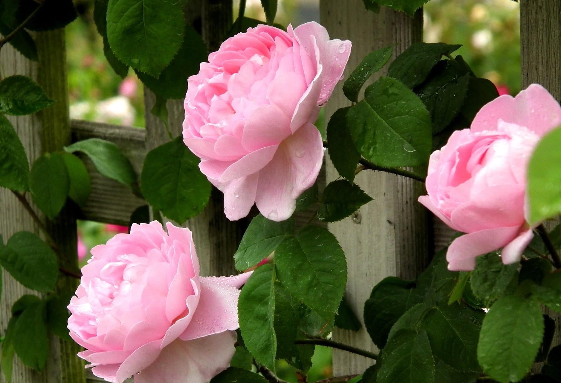 vulnerability, flower, romance, blossom, flowering plant, roses, beauty In Nature, fragility, no people, plant part, outdoors, botany, growth, decoration, HD Wallpaper
