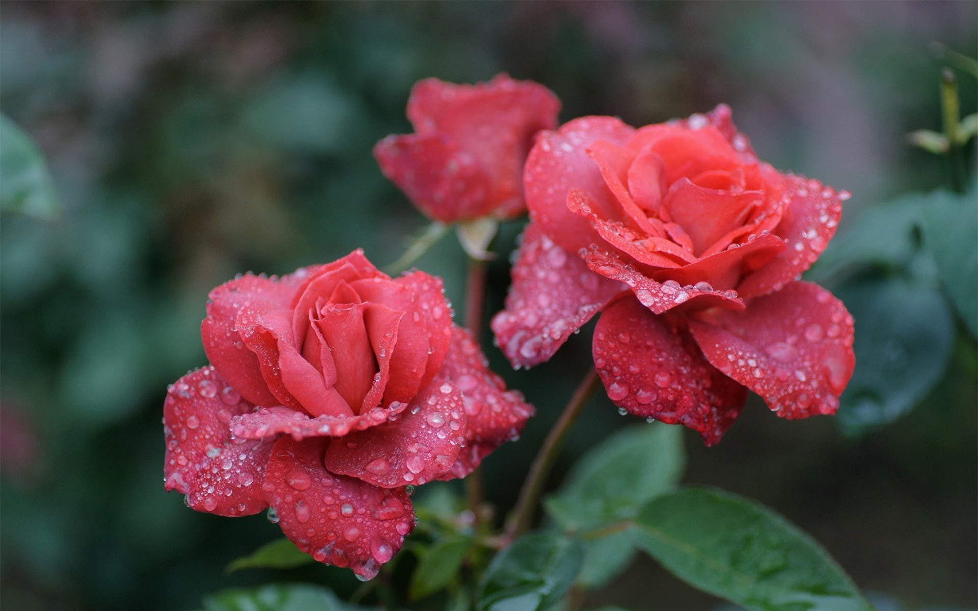 Roses, Drops, Water, 1080P, Flowers, Pink, HD Wallpaper