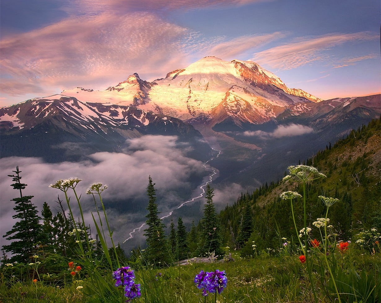 flowering plant, beauty in nature, tranquility, travel destinations, mountain, trees, landscape, mountain range, mist, forest, coniferous tree, pine tree, HD Wallpaper