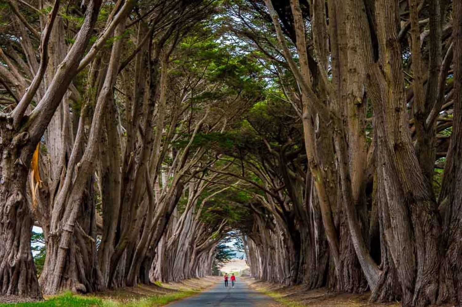 Explore, walking in between, Ajay, Goel, two, San_Francisco, Creative_Commons, Cypress_Tree, forest, people, nature, 720P, Tree_Tunnel, Decisive_Moment, HD Wallpaper