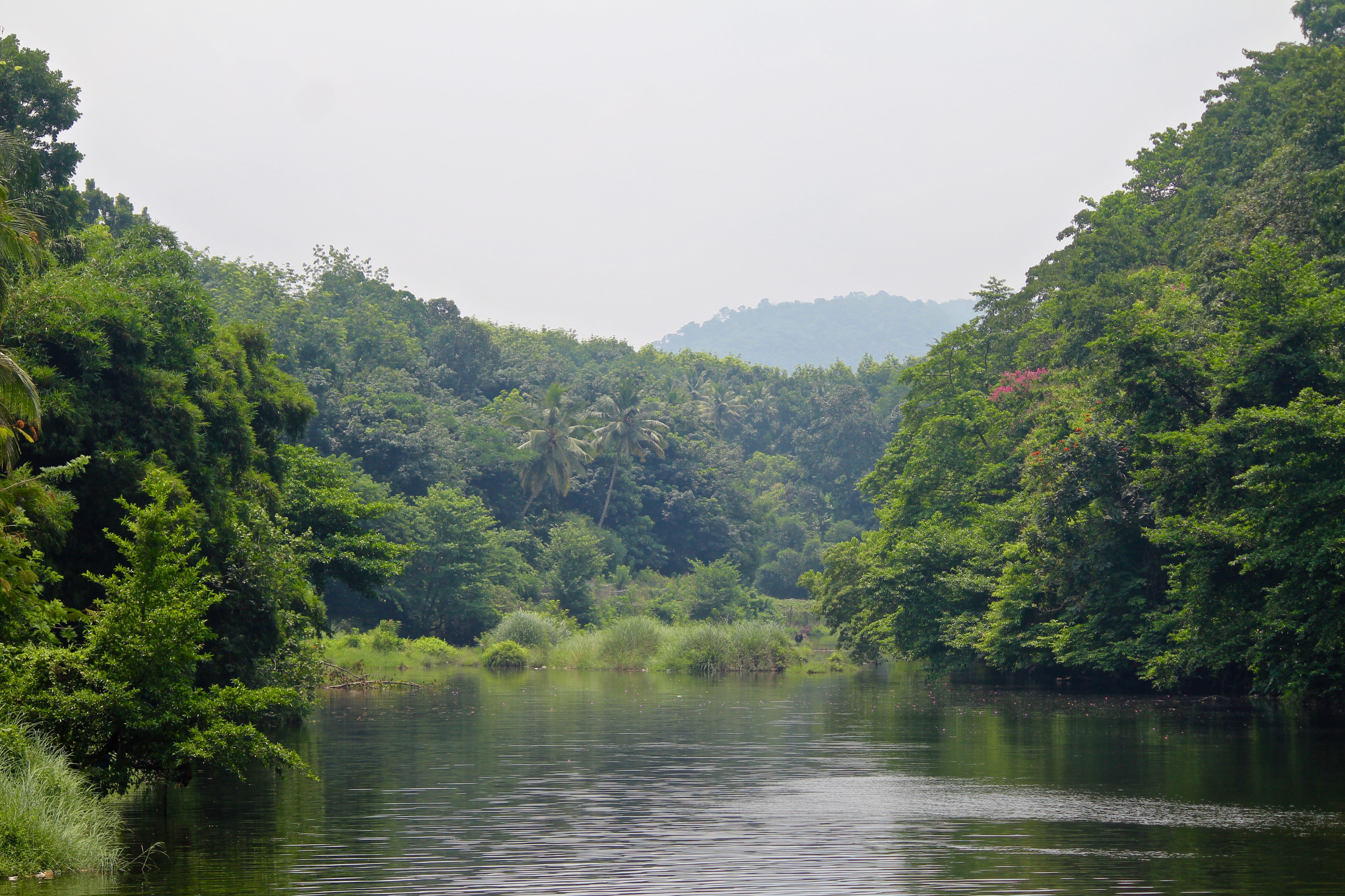 day, backwater, forest, waterfront, pamba - sabarimala road, trees, sabarimala, india, idyllic, kerala at its best, tree, green color, non-urban scene, HD Wallpaper