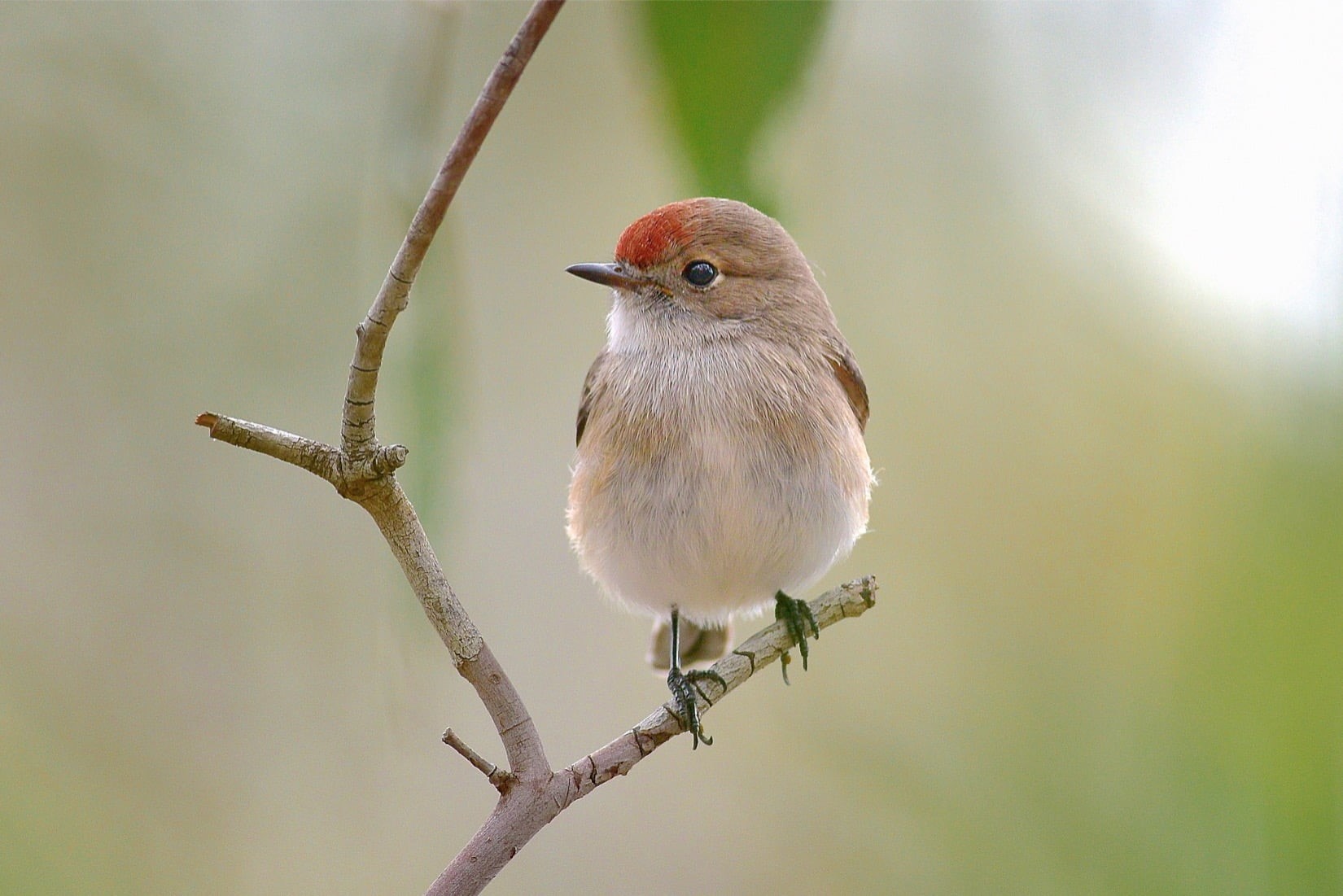 forehead, Park, animal, Historic, Female, Petroica goodenovii, beak, Woodlands, tree branch, small, wildlife, bird, gray, 720P, red, branch, tree, sparrow, HD Wallpaper
