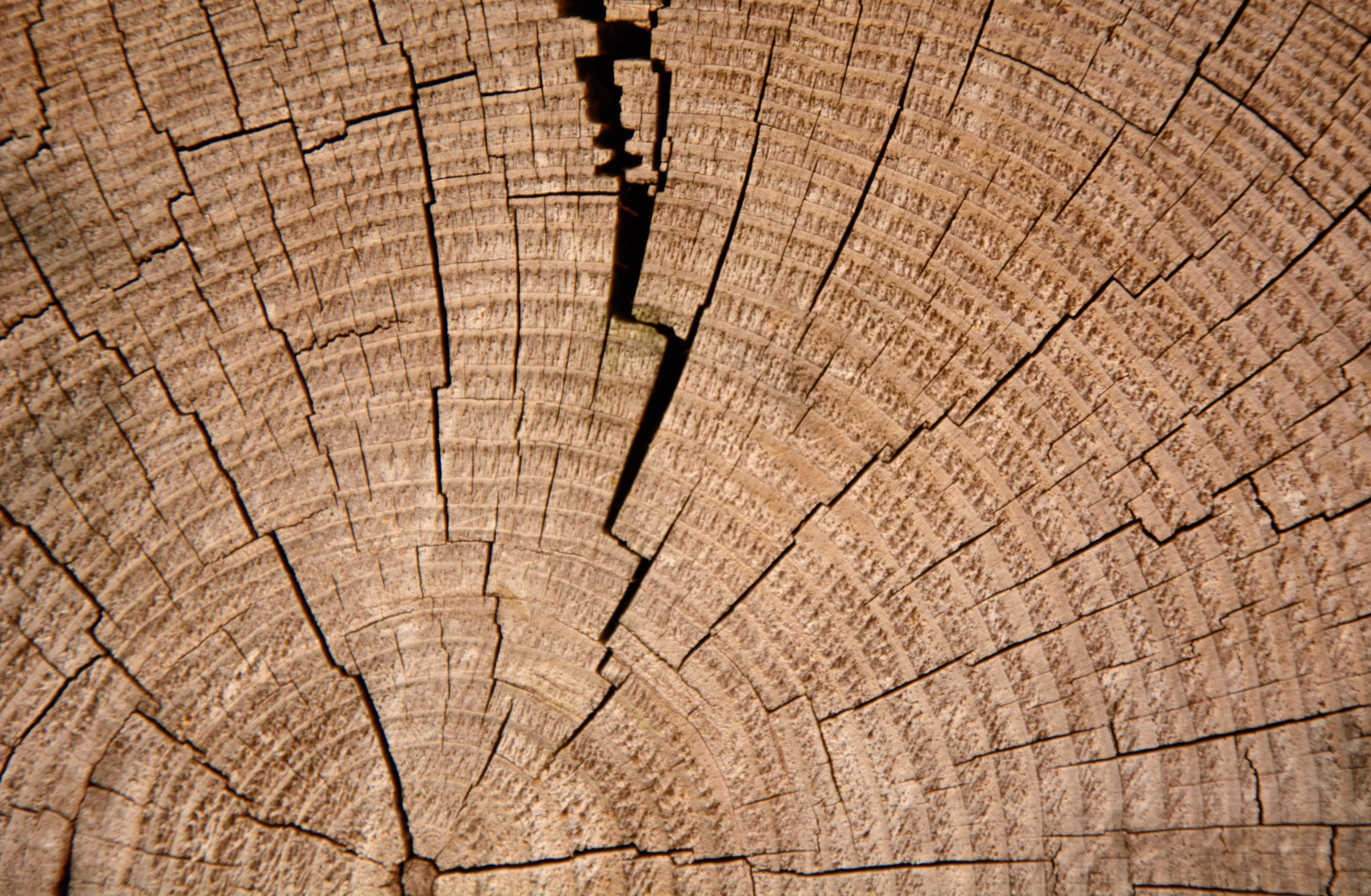 outdoors, trunk, textured, no people, concentric, wood grain, backgrounds, pattern, wood - material, bark, 5K, tribe, annual rings, full frame, brown wood, HD Wallpaper