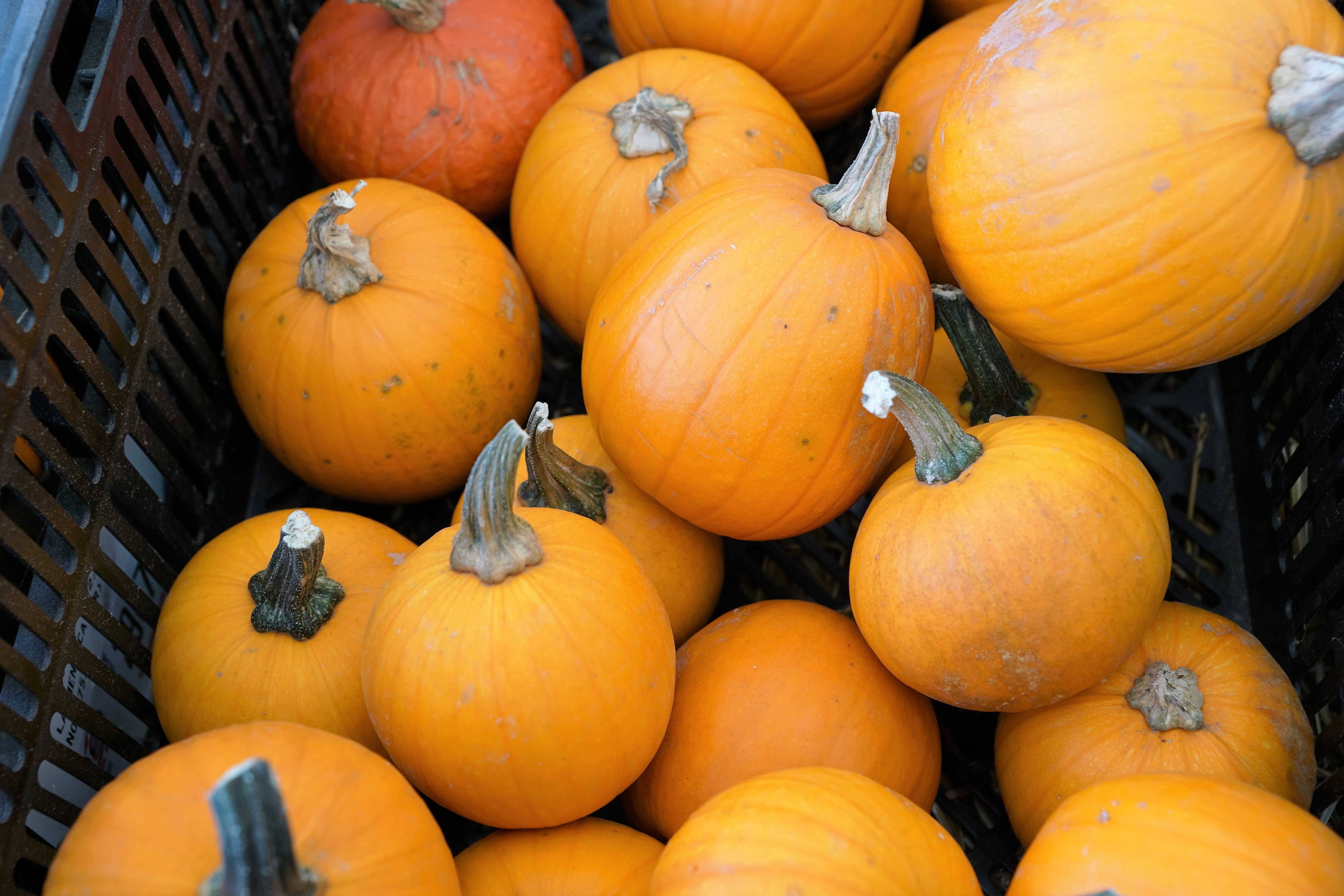 autumn, nutrition, pumpkin, breakfast, healthy, plant, market, eat, nature, abundance, food and drink, delicious, sale, vegetarian, pumpkins, day, natural product, HD Wallpaper