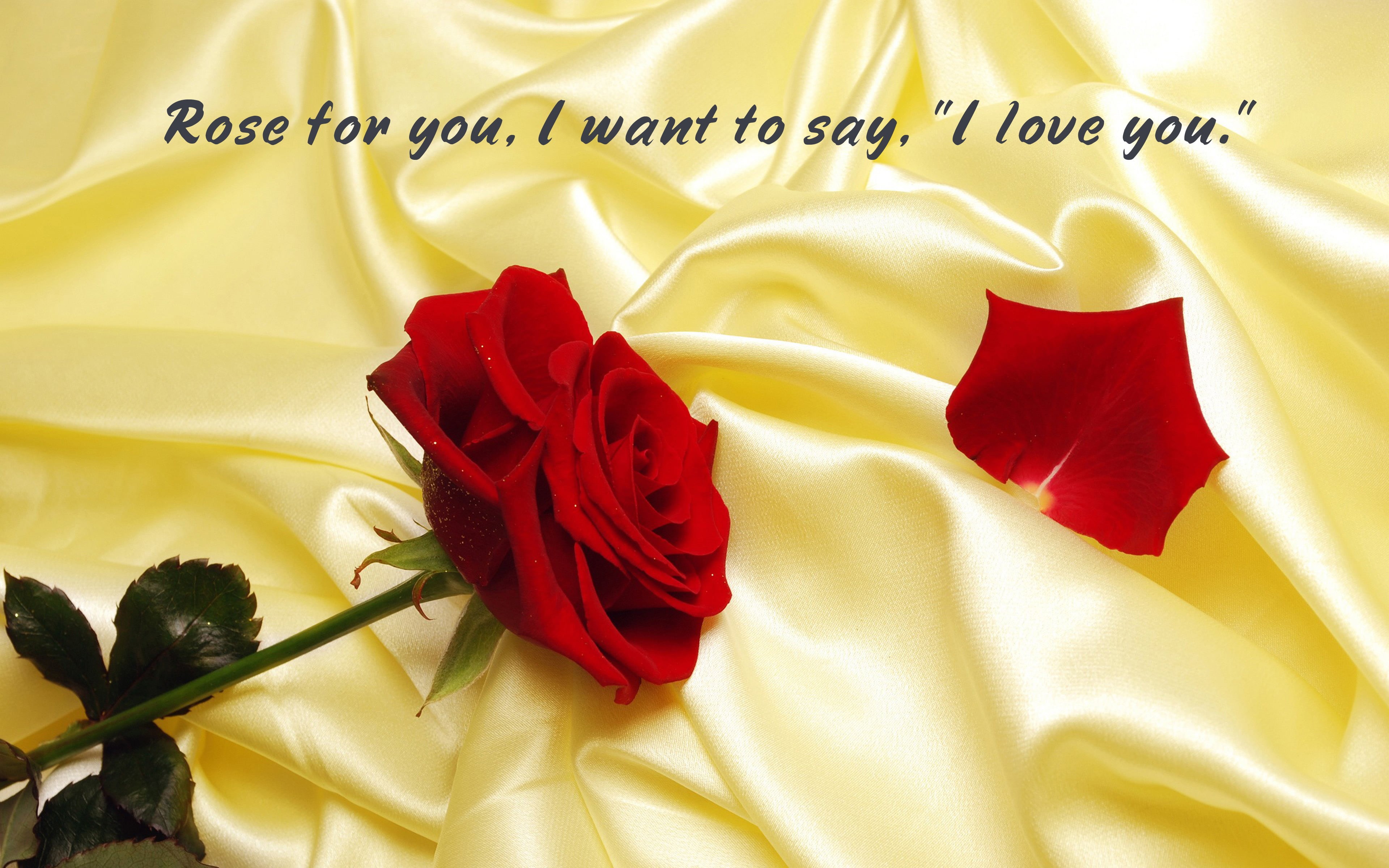 silk, flowering plant, emotion, 4K, way, beauty in nature, text, say, freshness, close-up, western script, plant, indoors, nature, no people, textile, HD Wallpaper