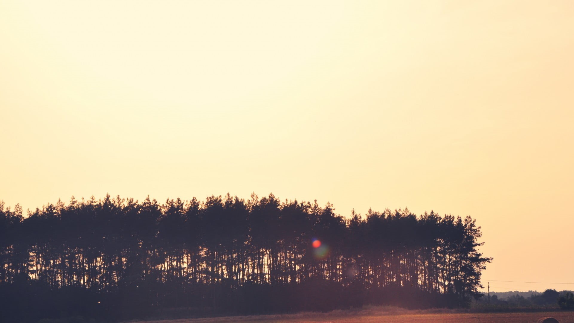 sunlight, tranquility, growth, nature, orange color, non-urban scene, lens flare, coniferous tree, scenics - nature, silhouette, land, trees, black, plant, HD Wallpaper