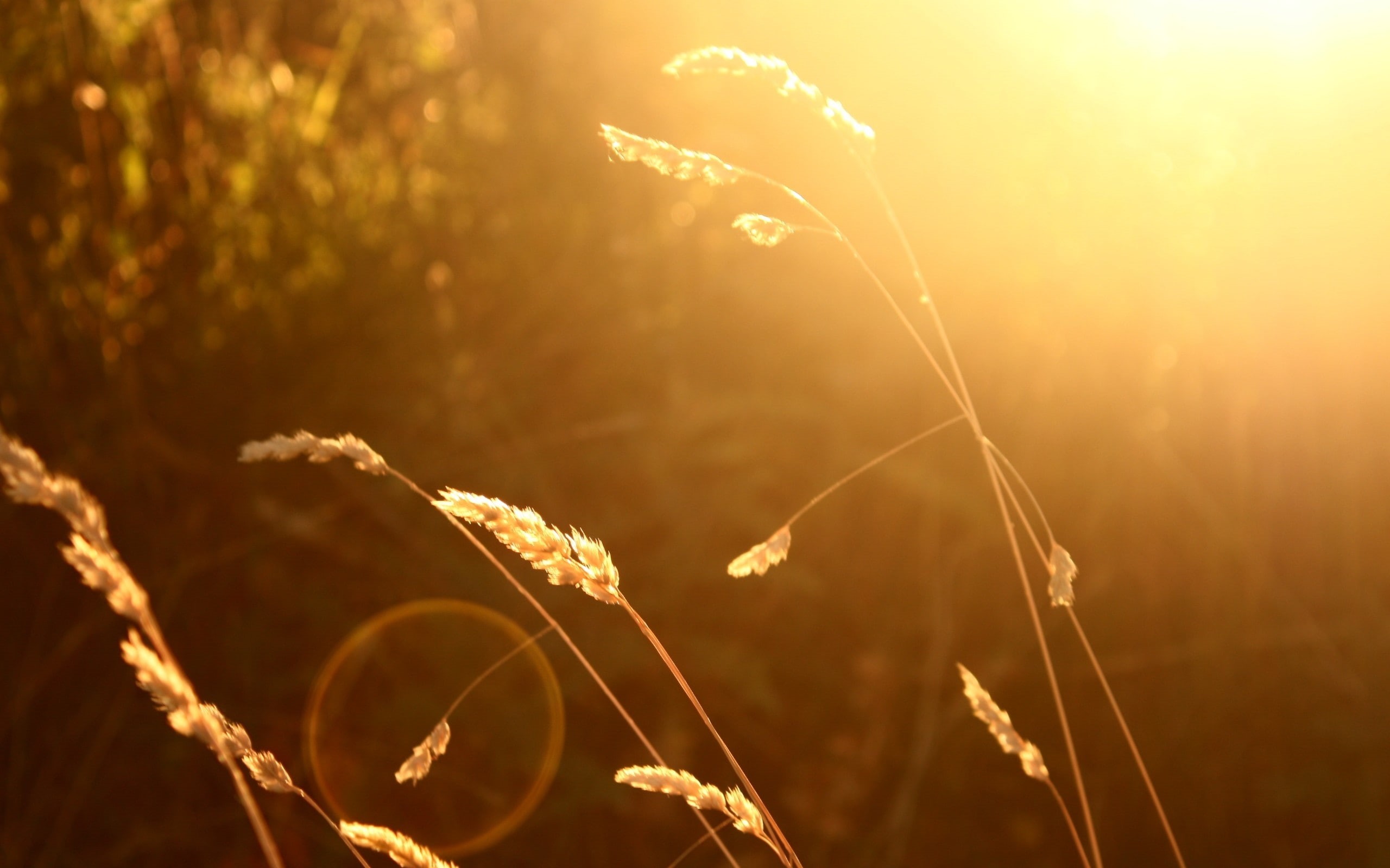 2K, outdoors, lens flare, sunlight, wheat, sunset, flower, plant, focus on foreground, field, tranquility, no people, freshness, fragility, nature, vulnerability, HD Wallpaper