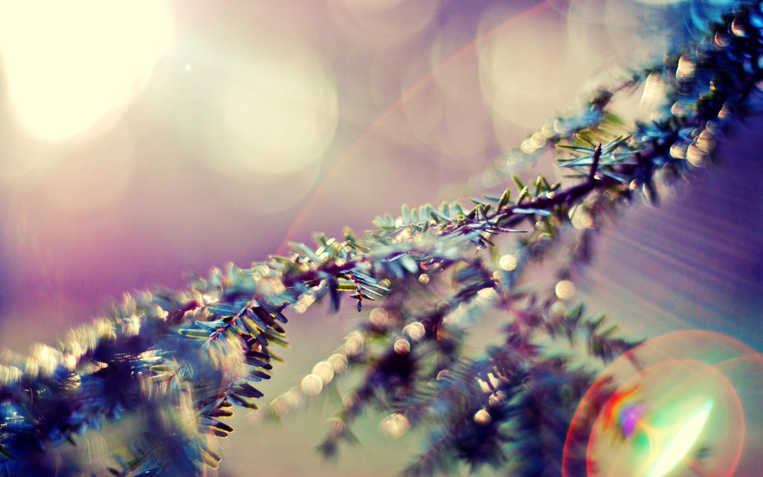 macro, fir-tree, 2K, lens flare, HD Wallpaper
