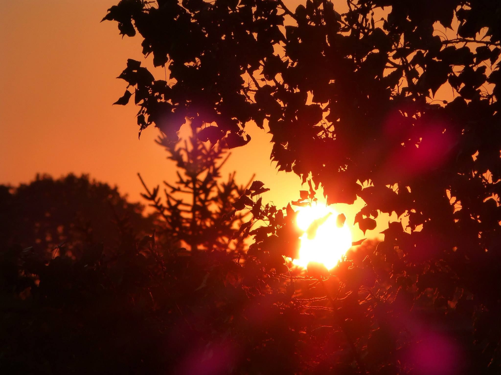 sunset, silhouette, lens flare, 1080P, trees, nature, HD Wallpaper