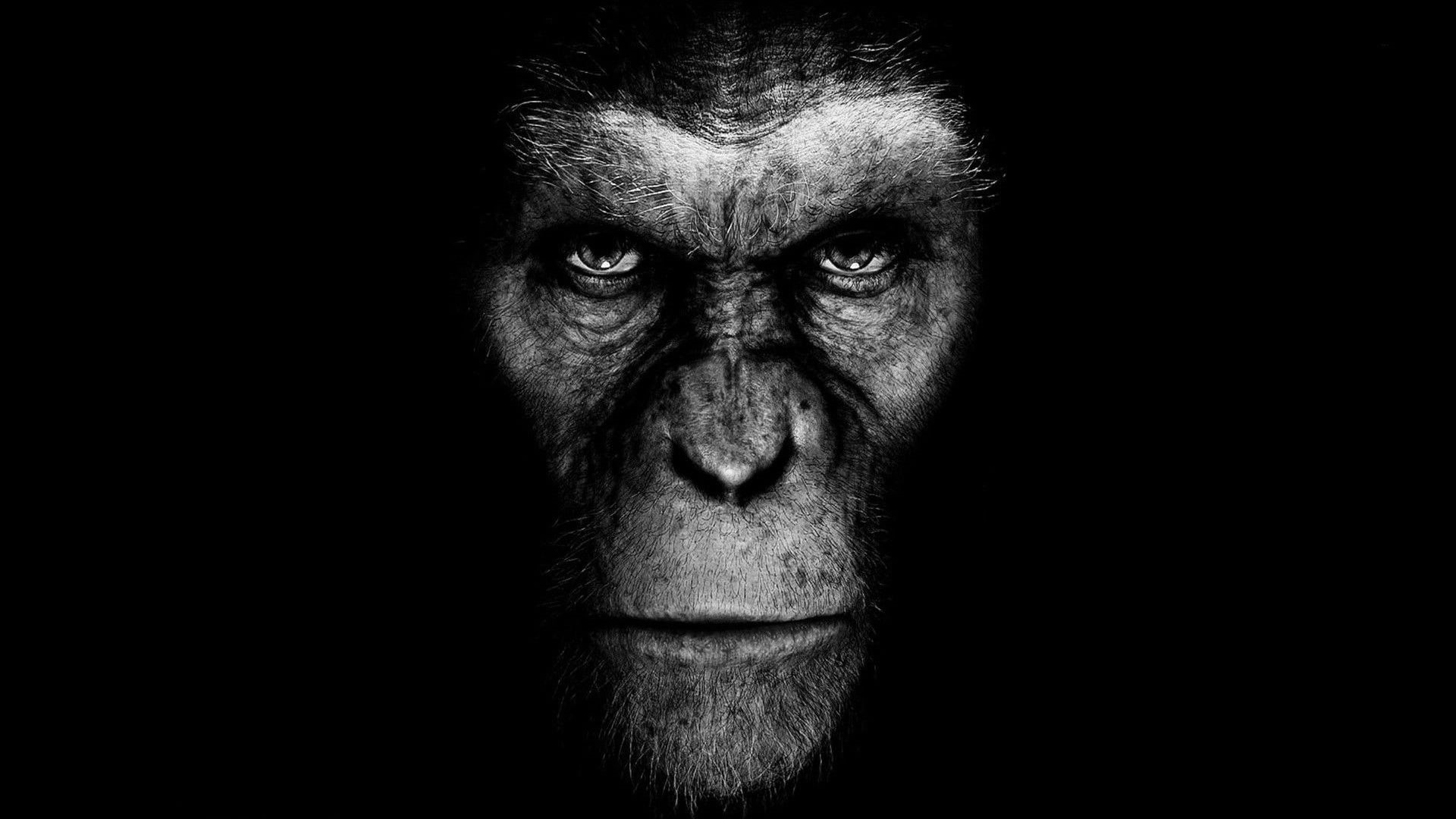 studio shot, front view, science fiction, portrait, grayscale, ape, movies, black background, headshot, photo, looking at camera, emotion, men, one person, HD Wallpaper