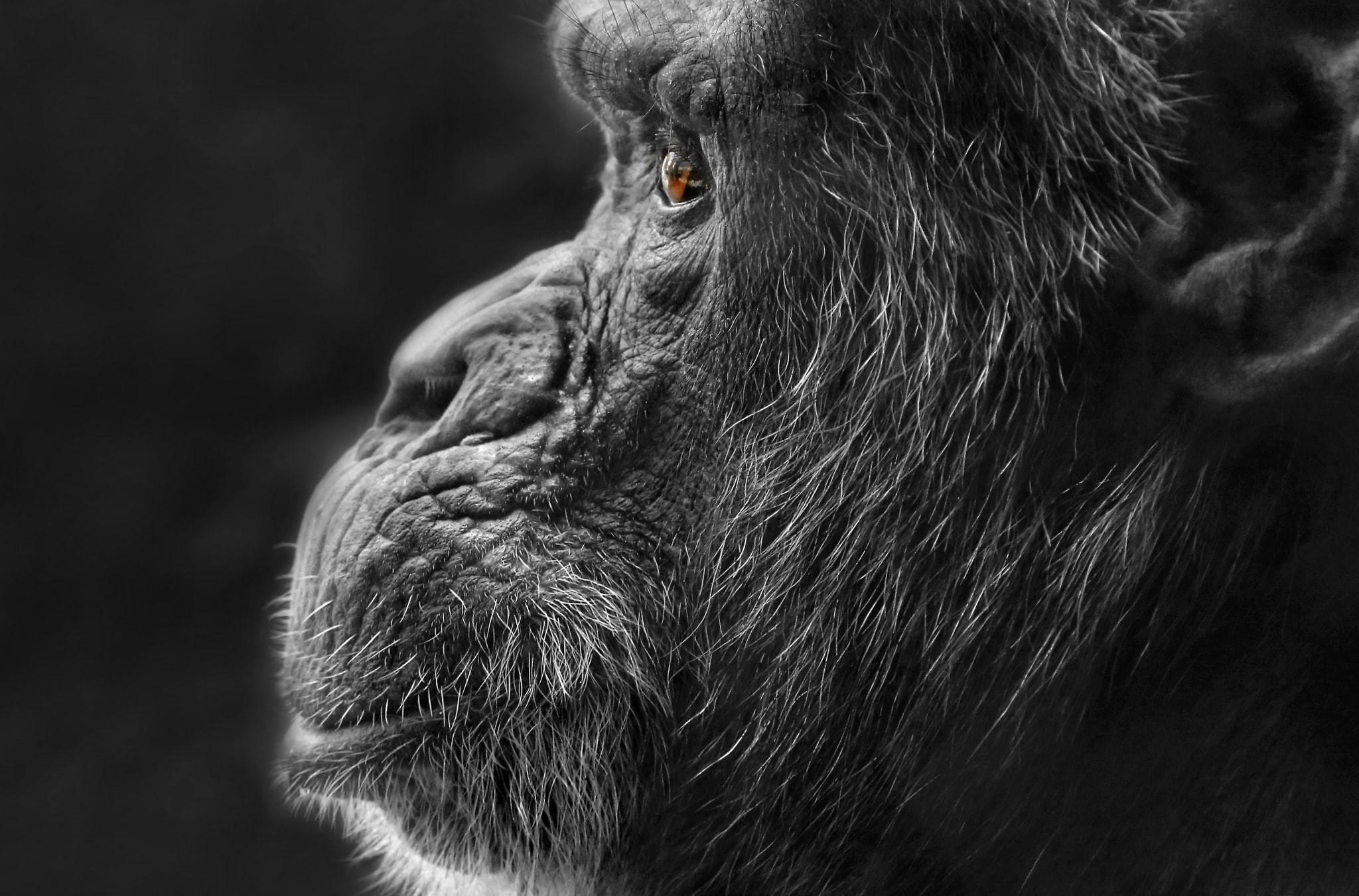 monkey, profile view, no people, contemplation, focus on foreground, side view, animal themes, face, animal body part, animal head, selective coloring, HD Wallpaper