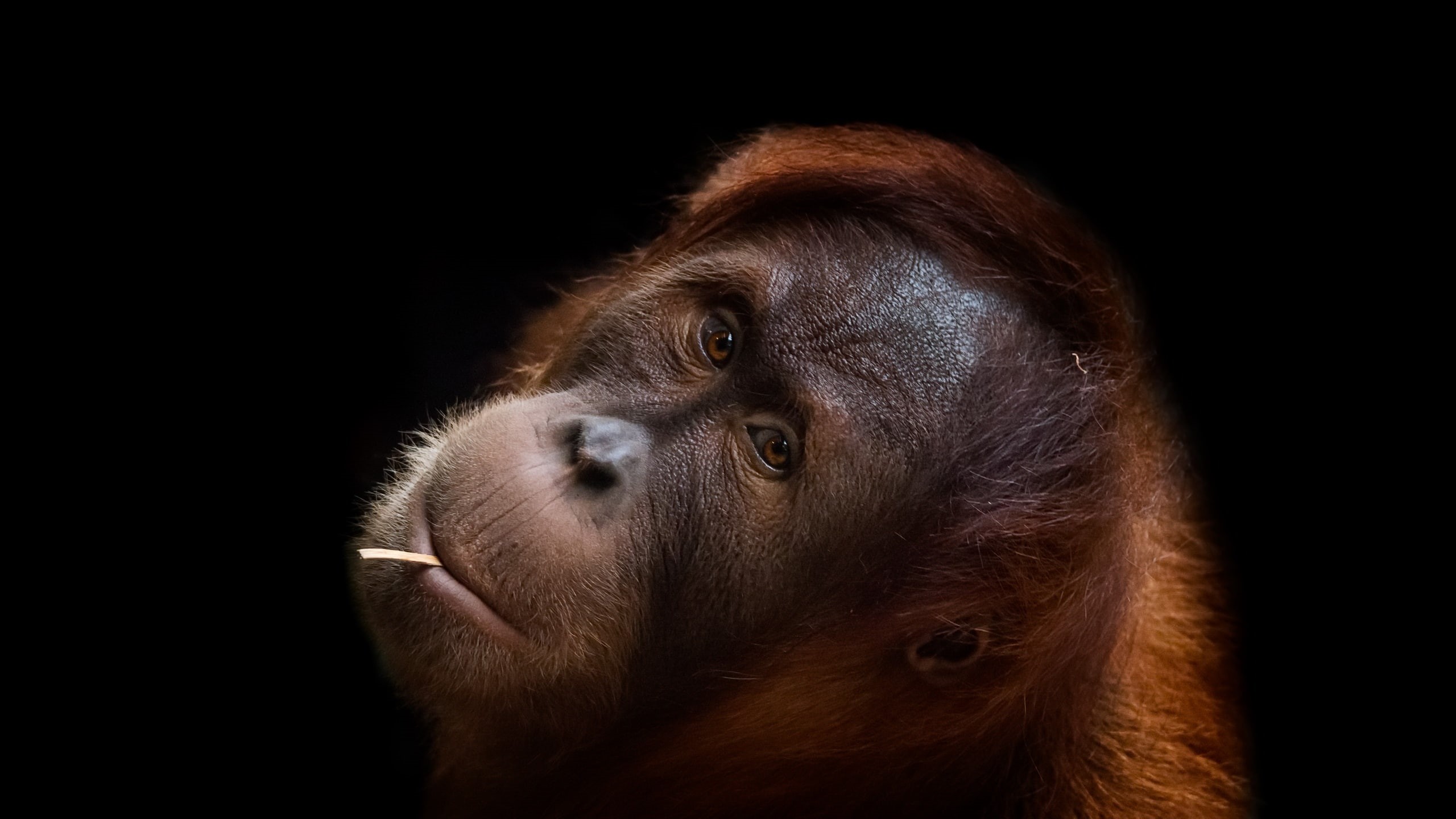 face, animal eye, portrait, monkey, no people, animal nose, vertebrate, studio shot, 2K, one animal, ape, close-up, animal body part, pets, domestic, animal themes, HD Wallpaper