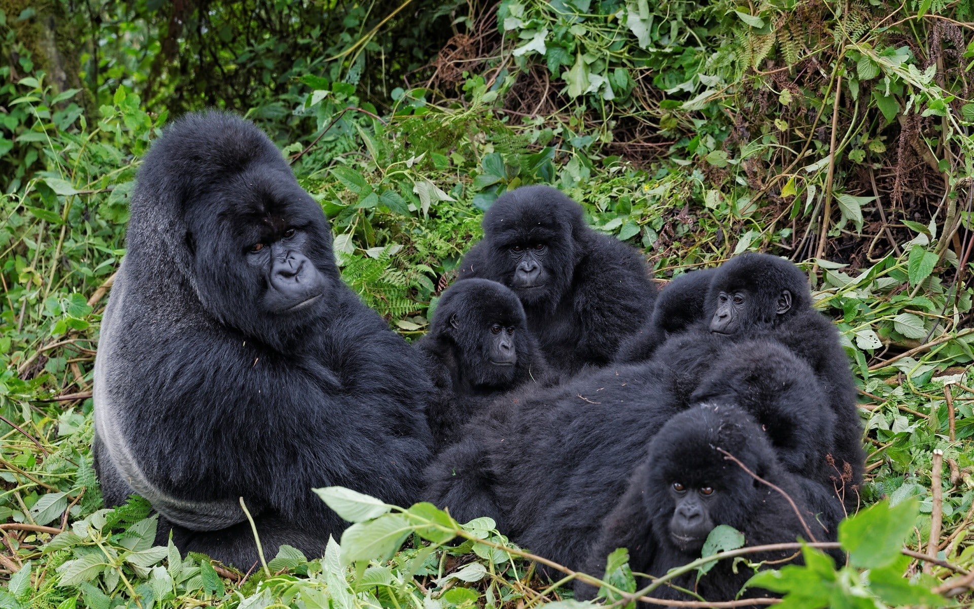 gorillas, 1080P, families, animals, apes, HD Wallpaper